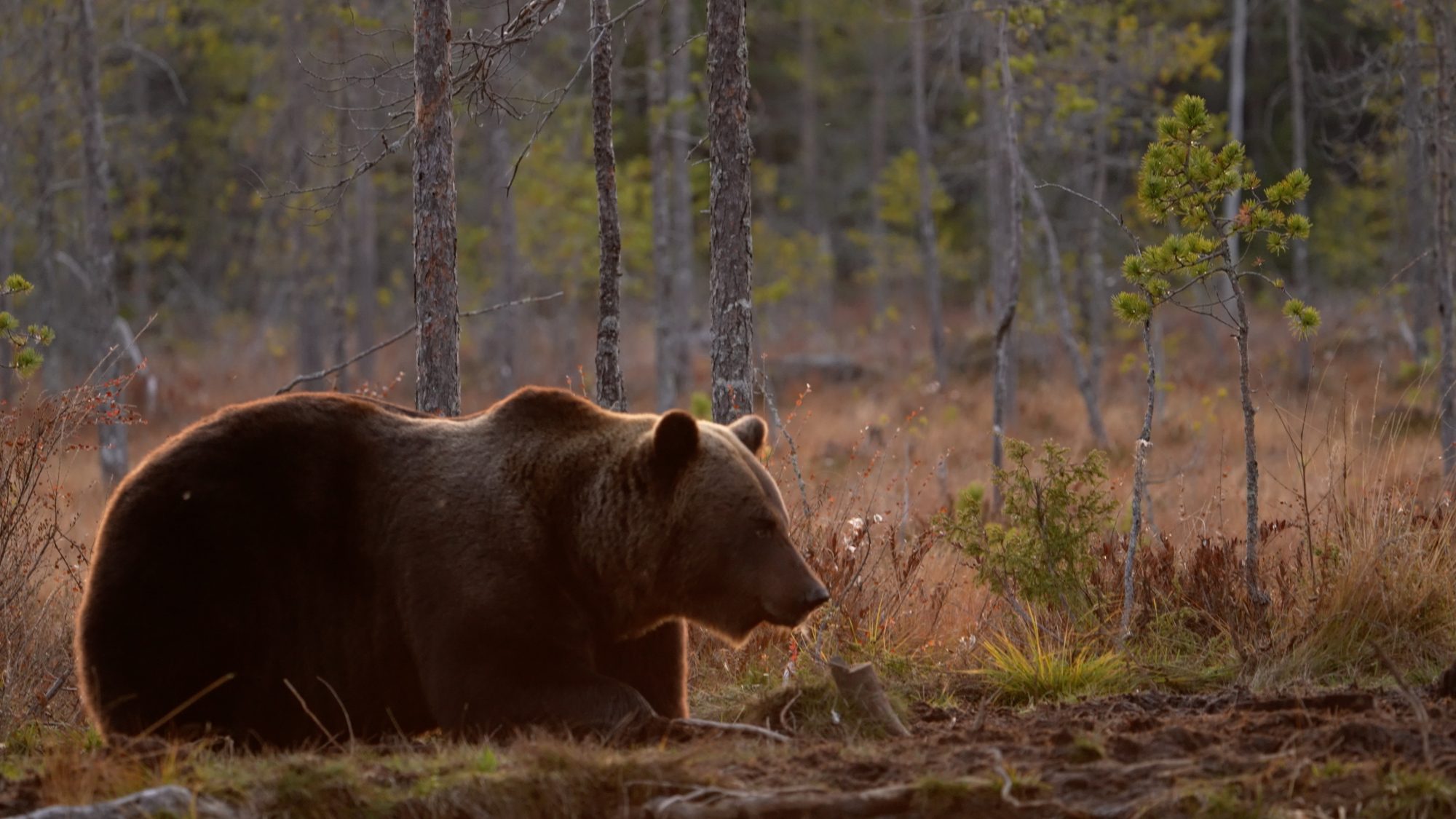 Eurasian Brown Bear by a lake – Finland 2021