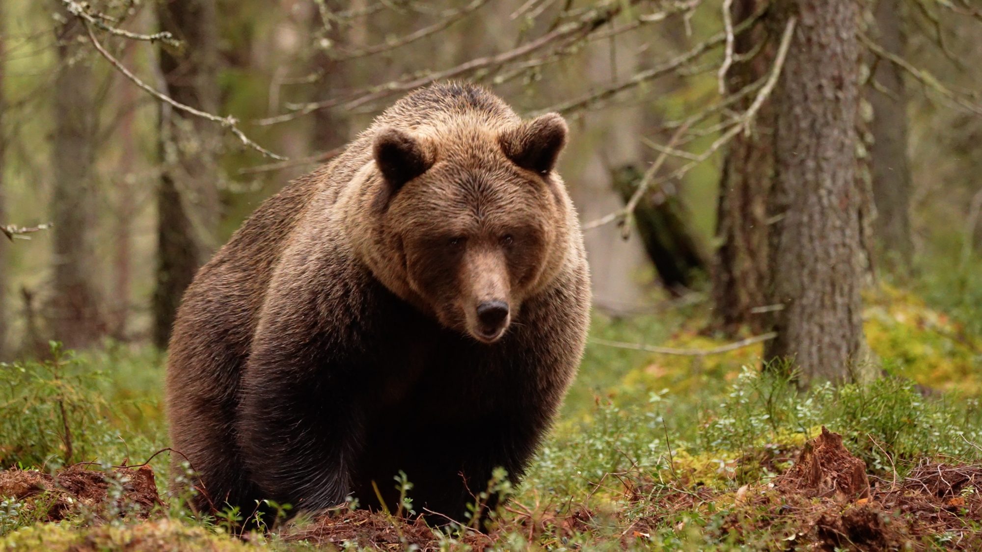 Eurasian Brown Bear deep in the taiga forest – Finland 2021