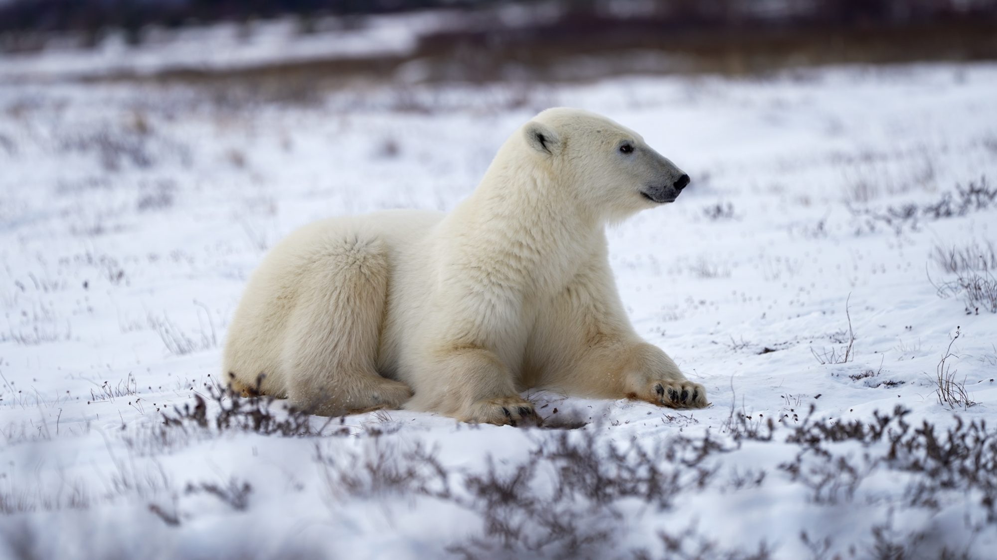 A lovely female Polar Bear – Churchill, Canada 2021