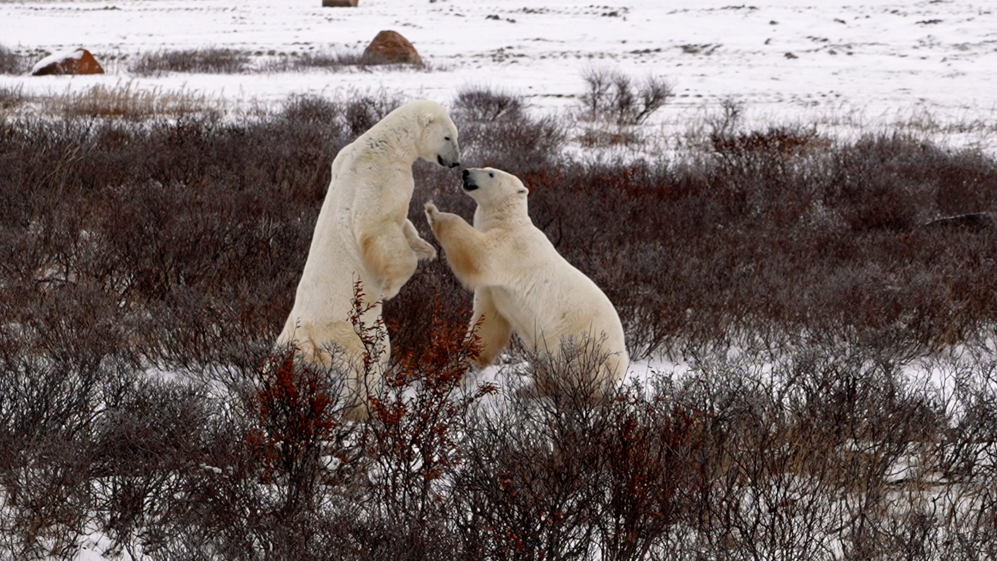 Sparring Polar Bears – Churchill, Canada 2021