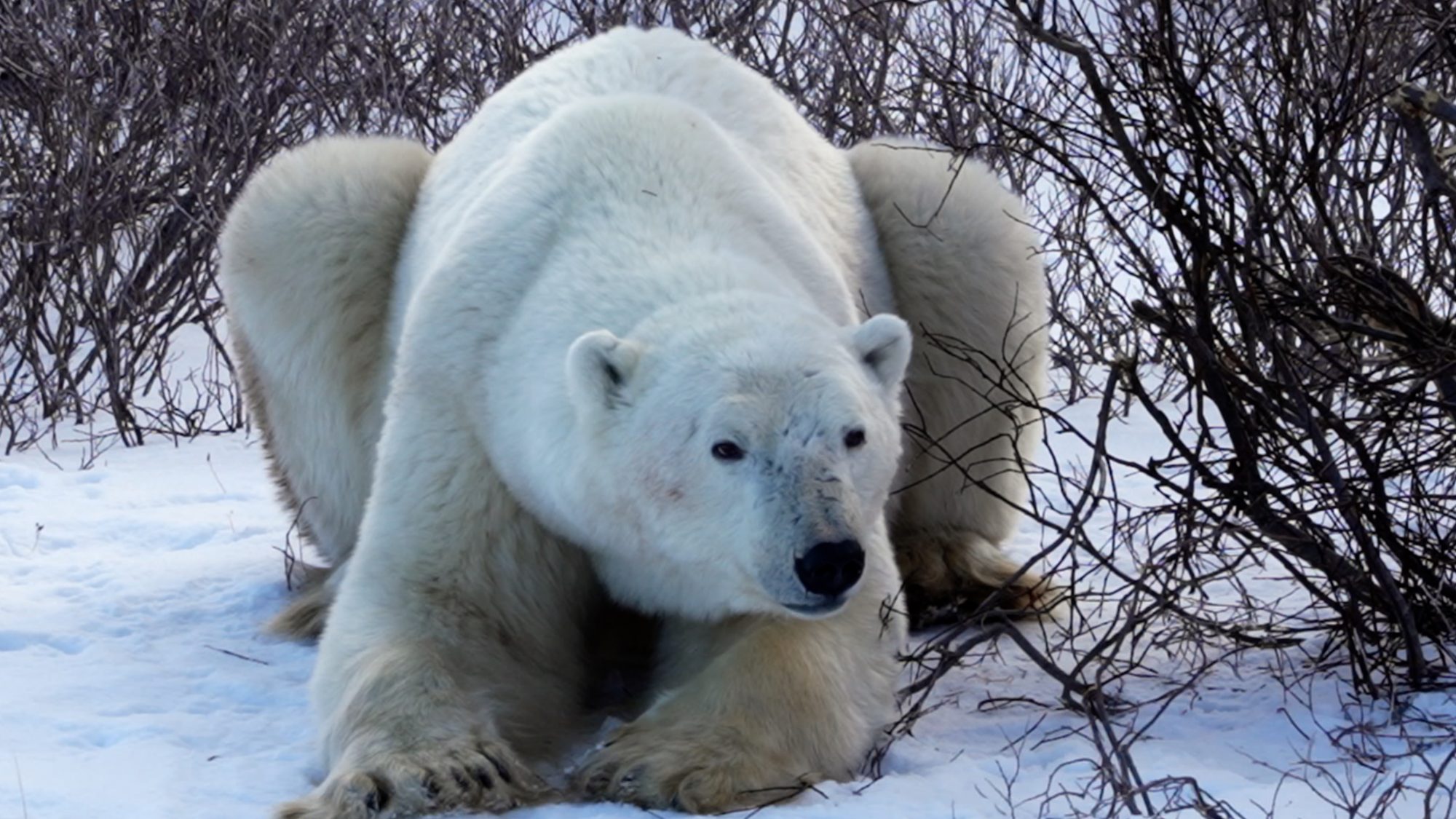 Male Polar Bear chills amongst the willow – Churchill, Canada 2021