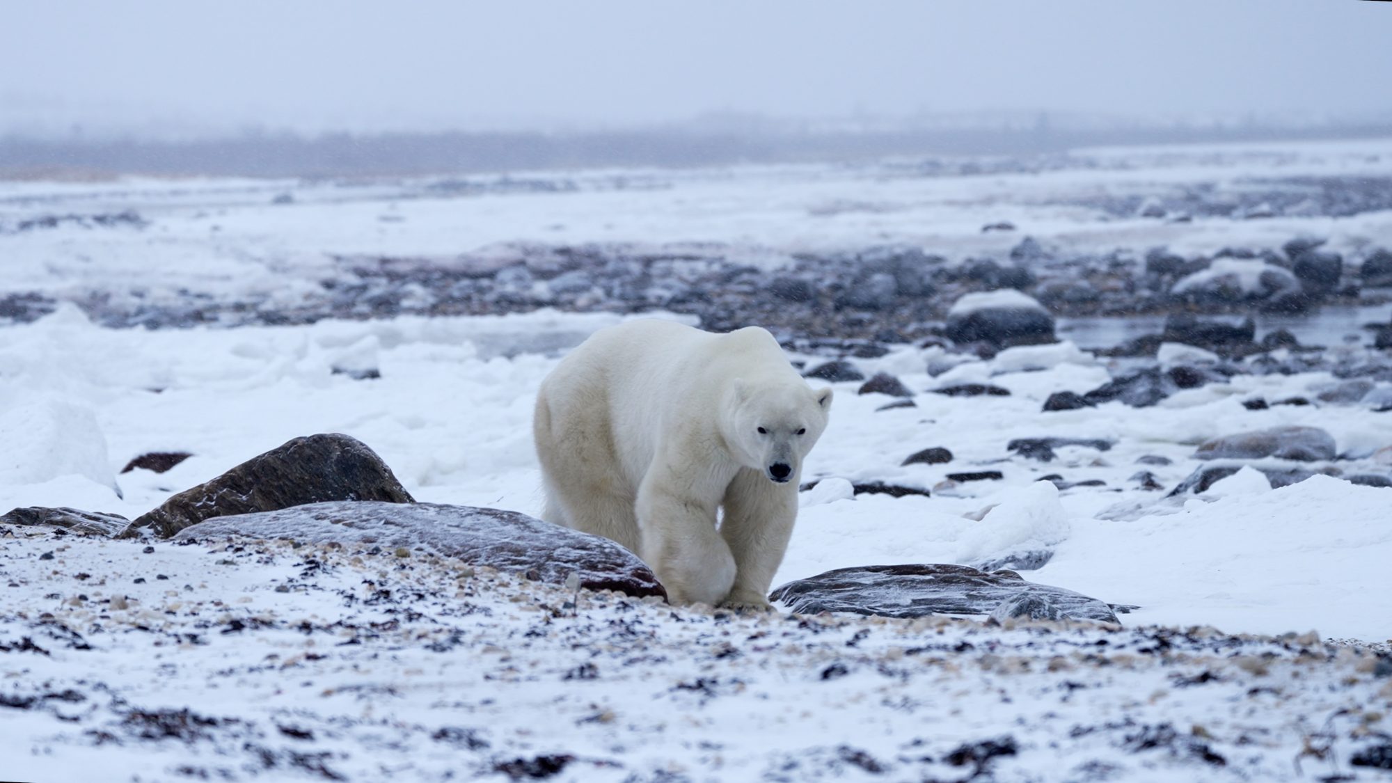 Male Polar Bear patrols the shoreline – Churchill, Canada 2021