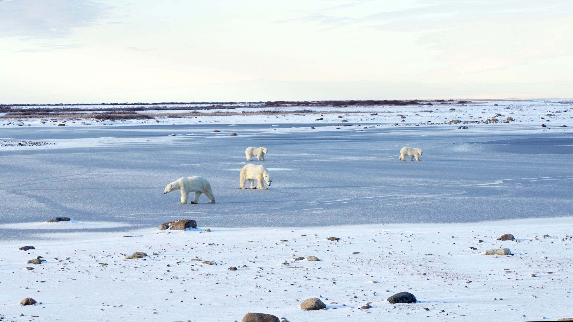 Polar Bears on a frozen lake – Churchill, Canada 2021