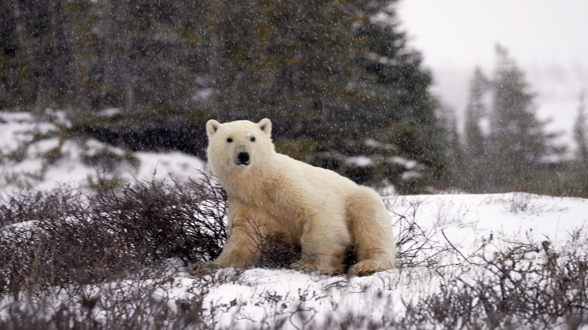 Polar Bear has fun in the snow – Churchill, Canada 2021