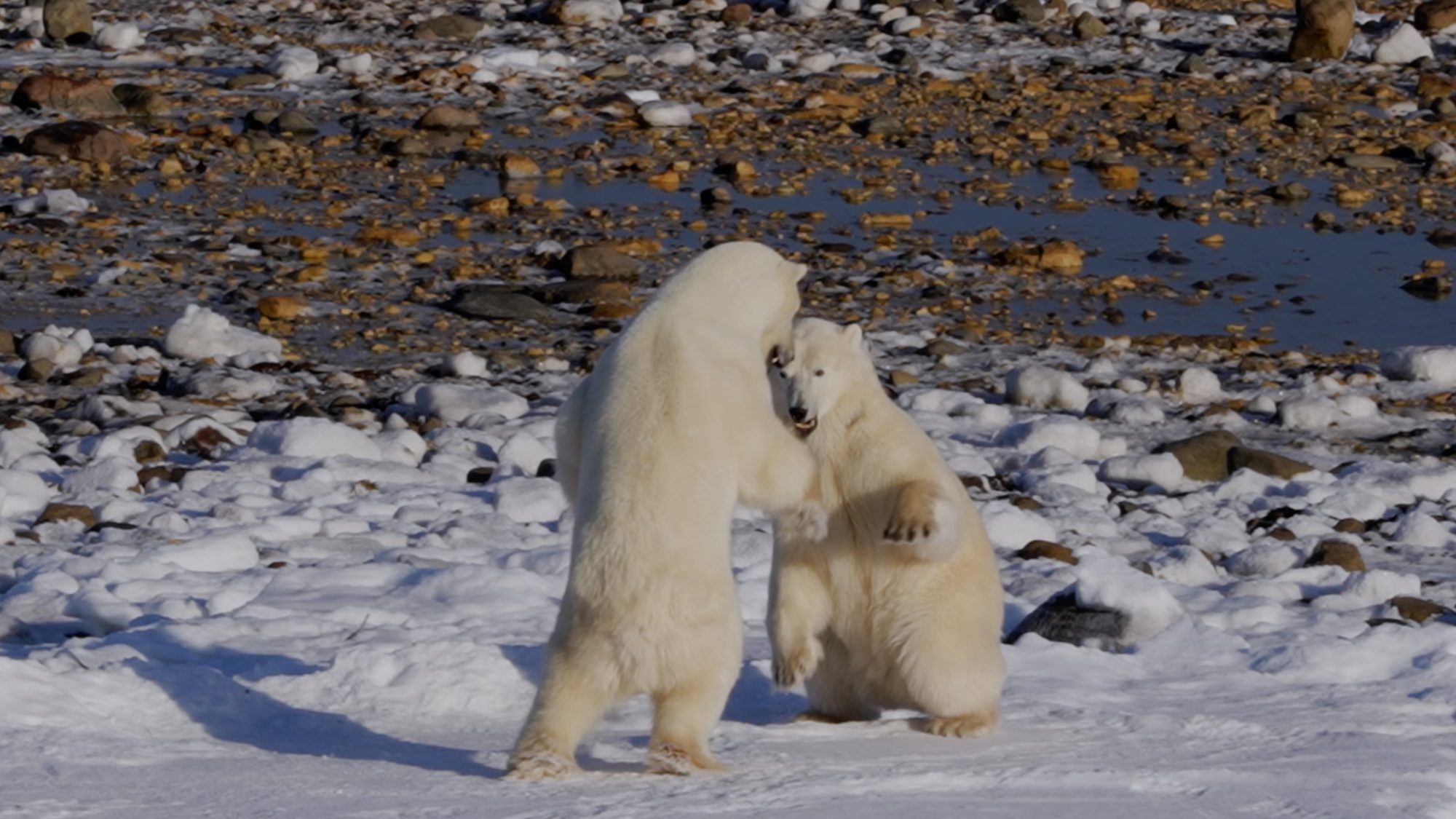Sparring Polar Bears on the shore – Churchill, Canada 2021