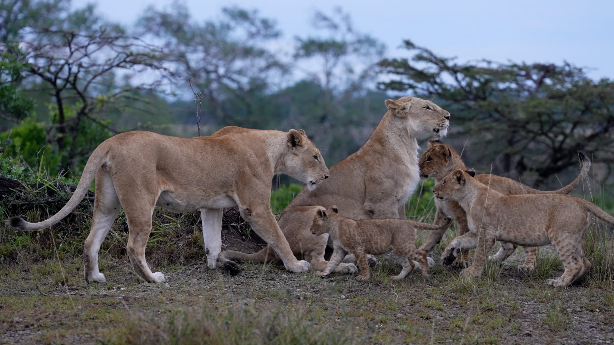 Early morning with the Enkoyanai Lion pride – Maasai Mara 2022