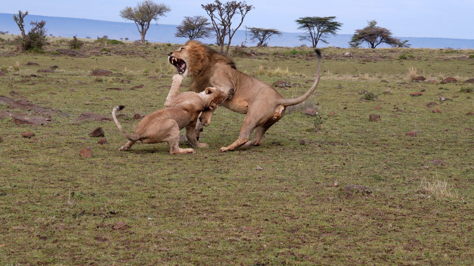 Fighting Lions – Maasai Mara 2022