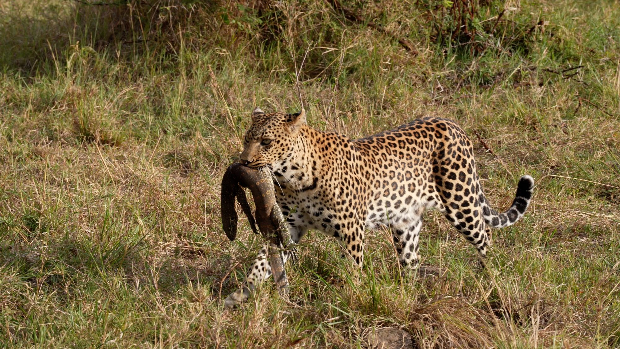 A most unusual sight: a Leopard with a Monitor Lizard – Maasai Mara 2022