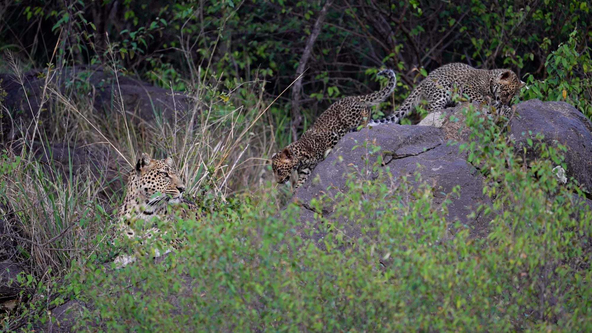 Fabulous Leopard with adorable cubs – Maasai Mara 2022