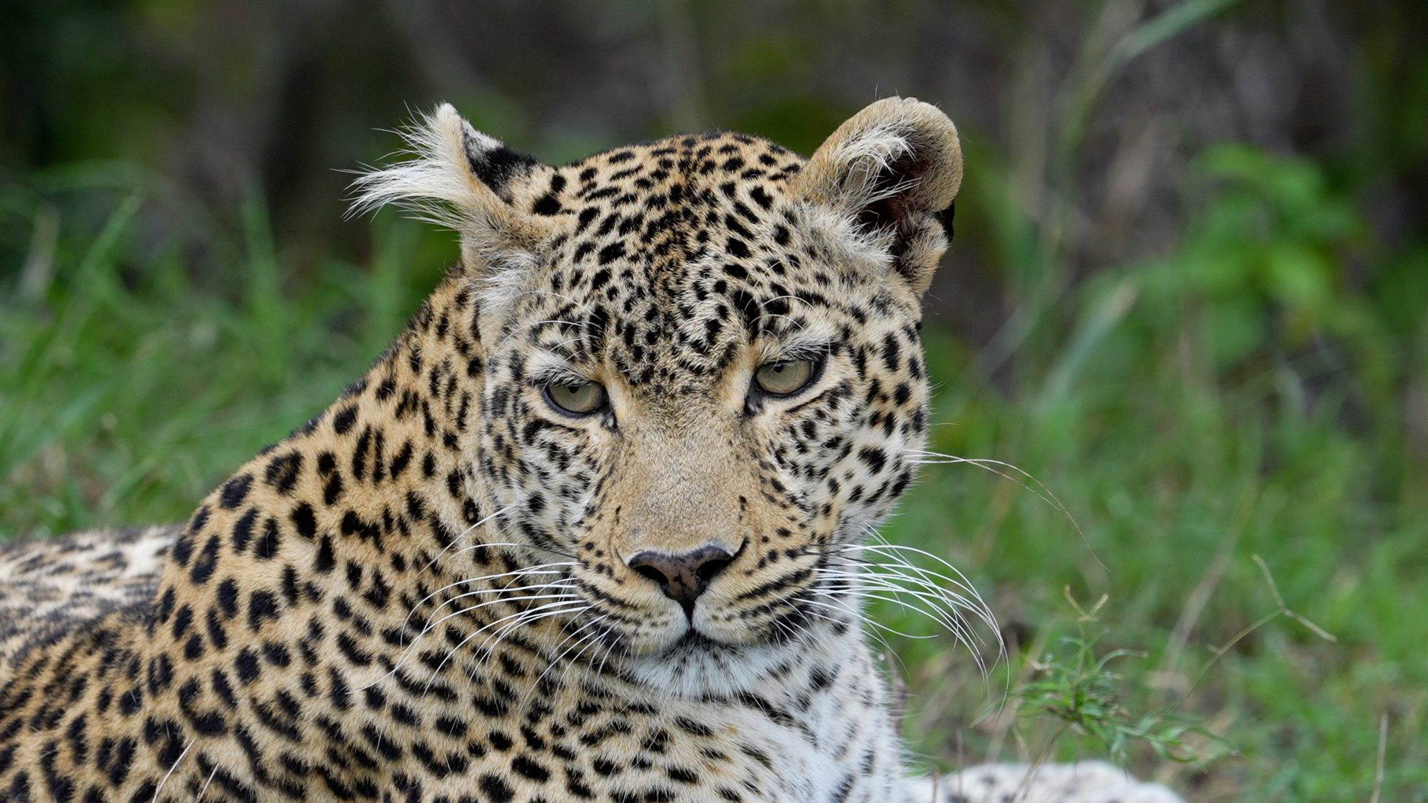 A morning in the life of a Leopard – Maasai Mara 2022