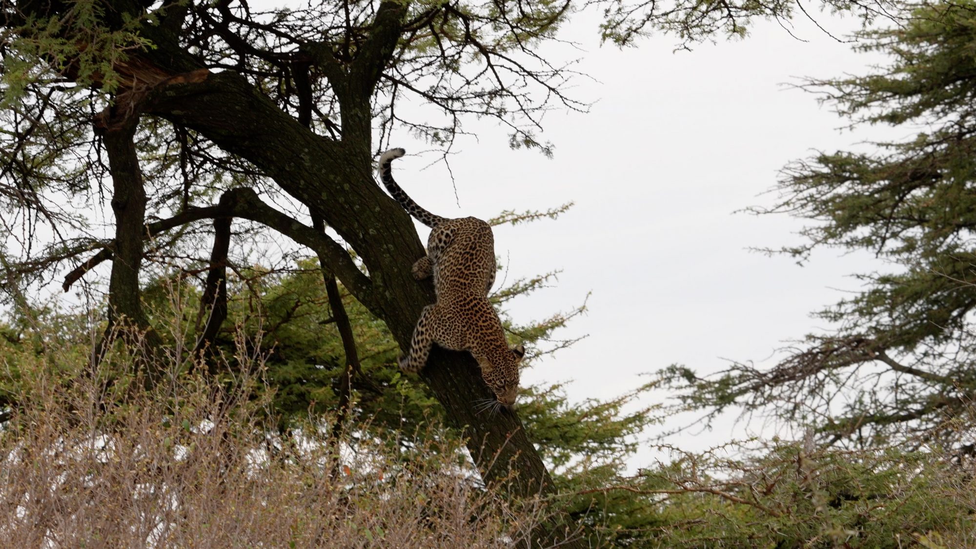 A Leopard in trees – Maasai Mara 2022