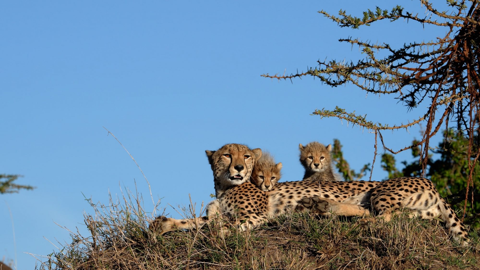 Cheetah family – Maasai Mara 2022