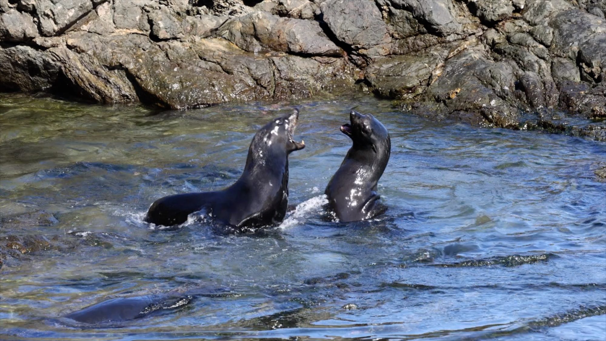 Guadalupe Fur Seals – Baja, Mexico 2022