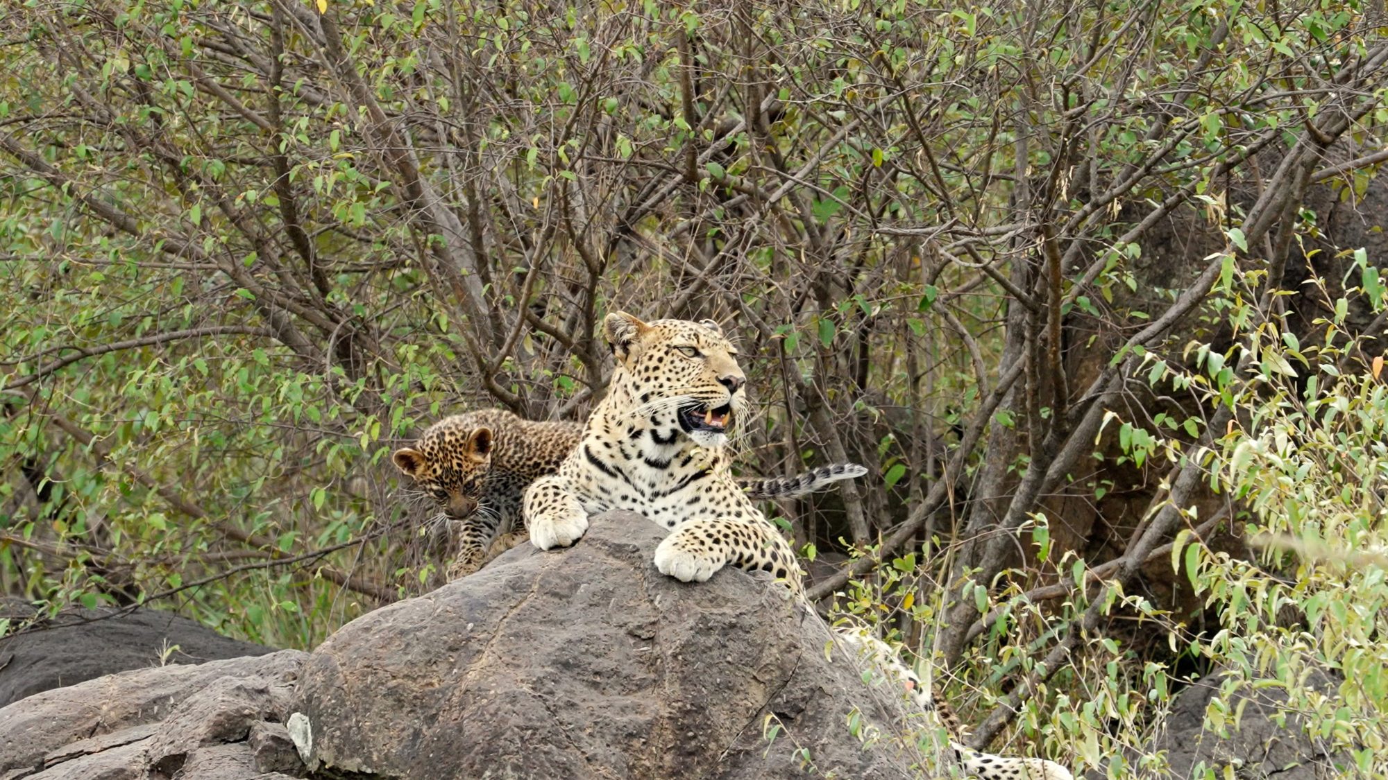 Fabulous Leopard with adorable cubs (Part 2) – Maasai Mara 2022