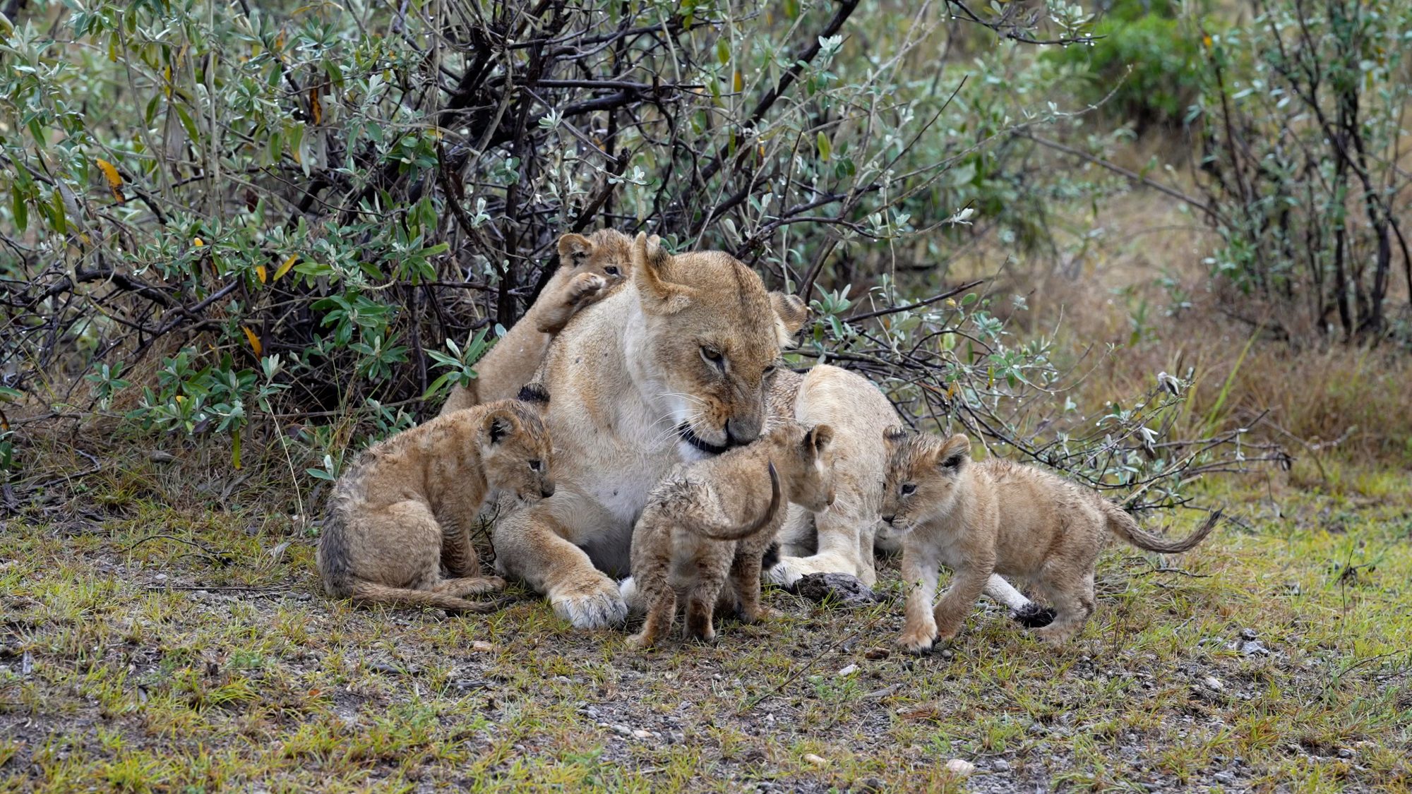 Playful Lion cubs in the rain – Maasai Mara 2022