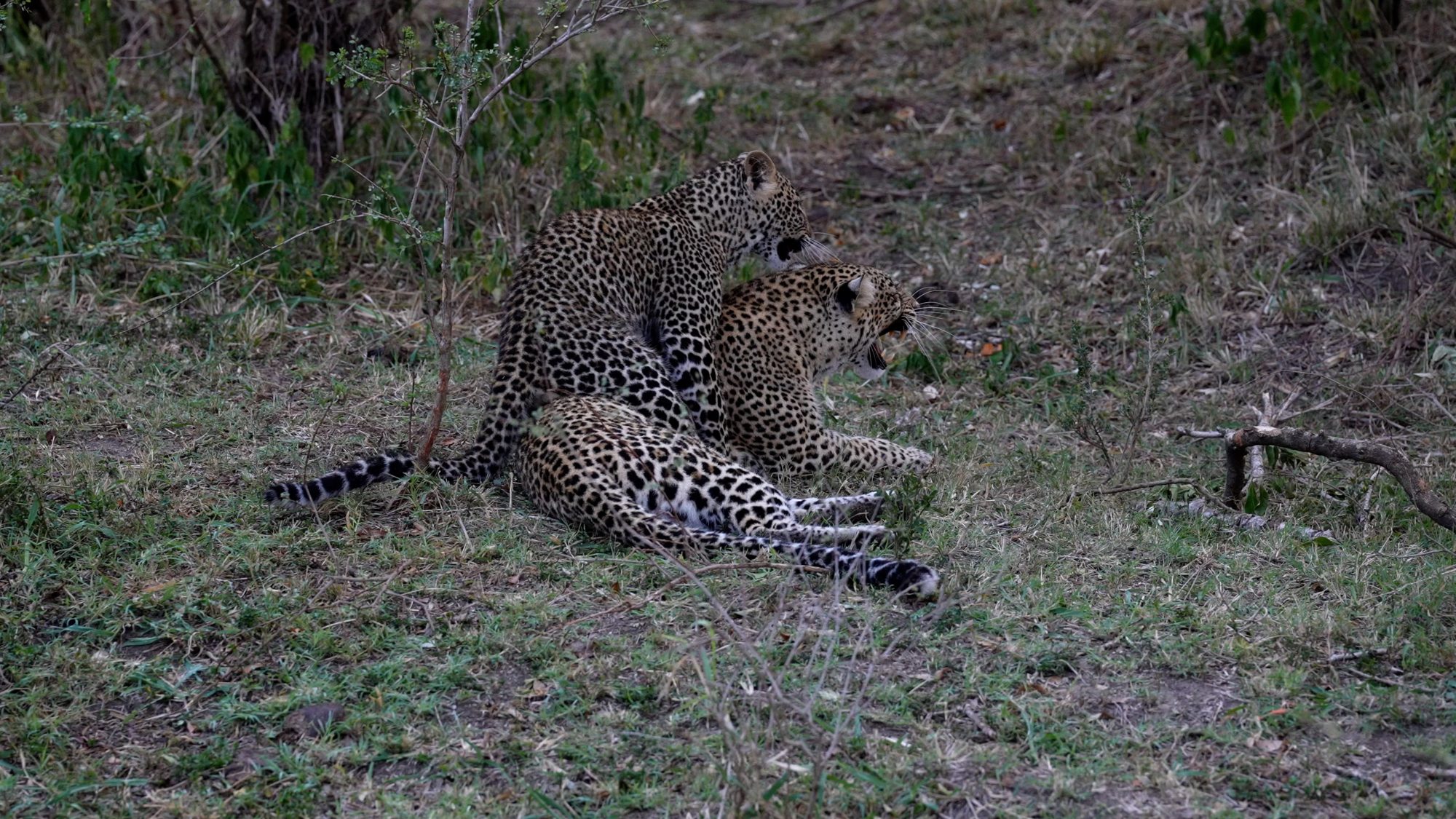 A very playful Leopard cub – Maasai Mara, 2022