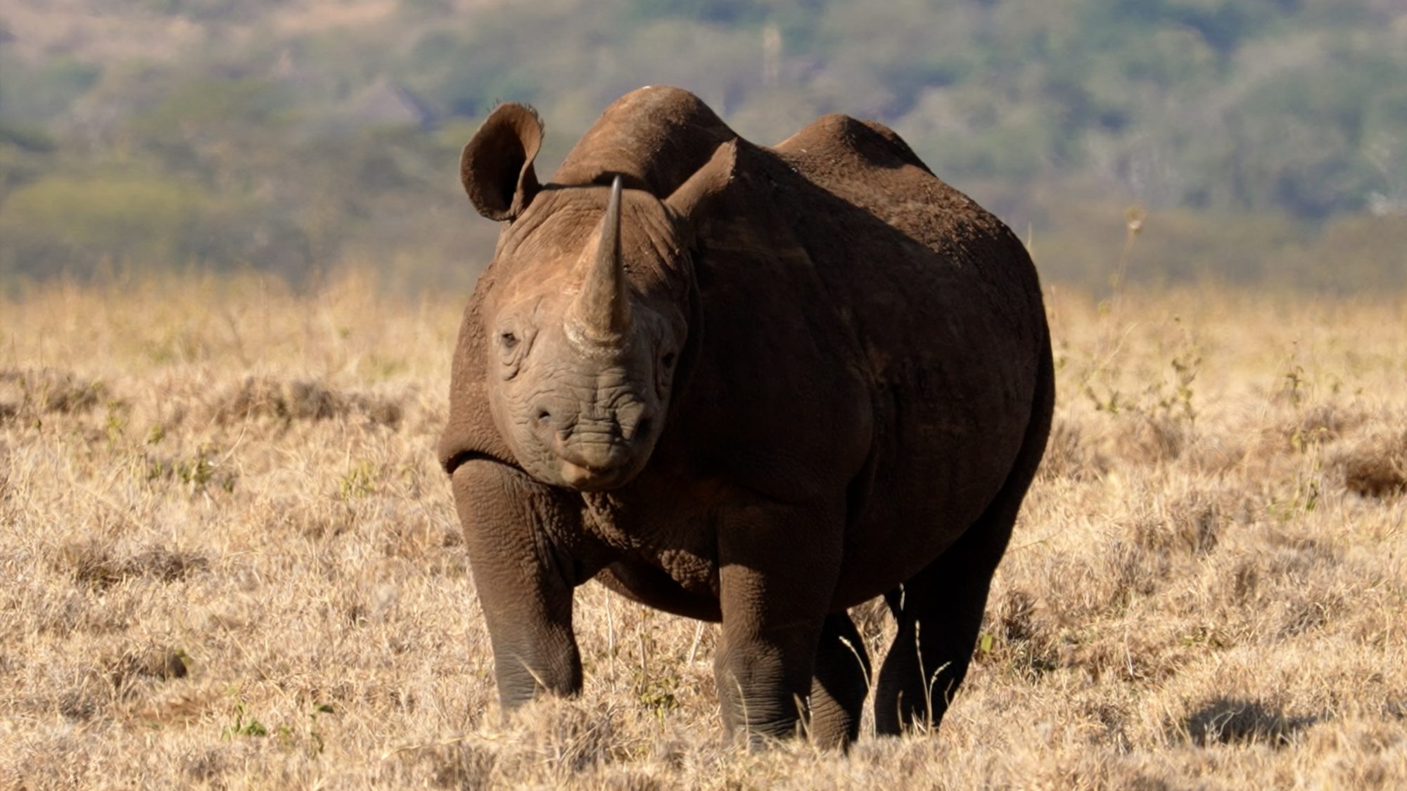 Black Rhinos – Lewa, Kenya 2022