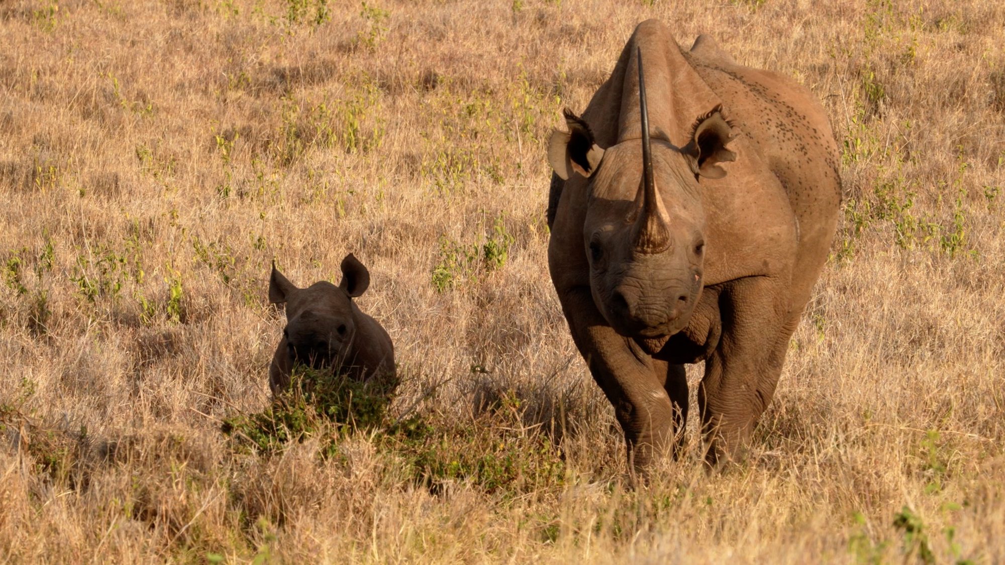 Black Rhino with her very young calf – Lewa, Kenya 2022