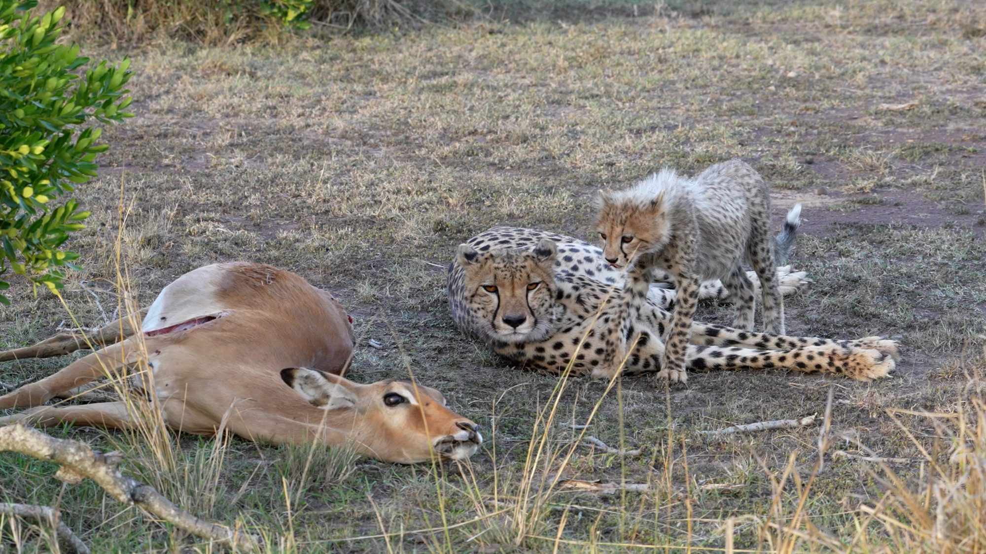 Cheetah and her cub on a kill – Maasai Mara 2022