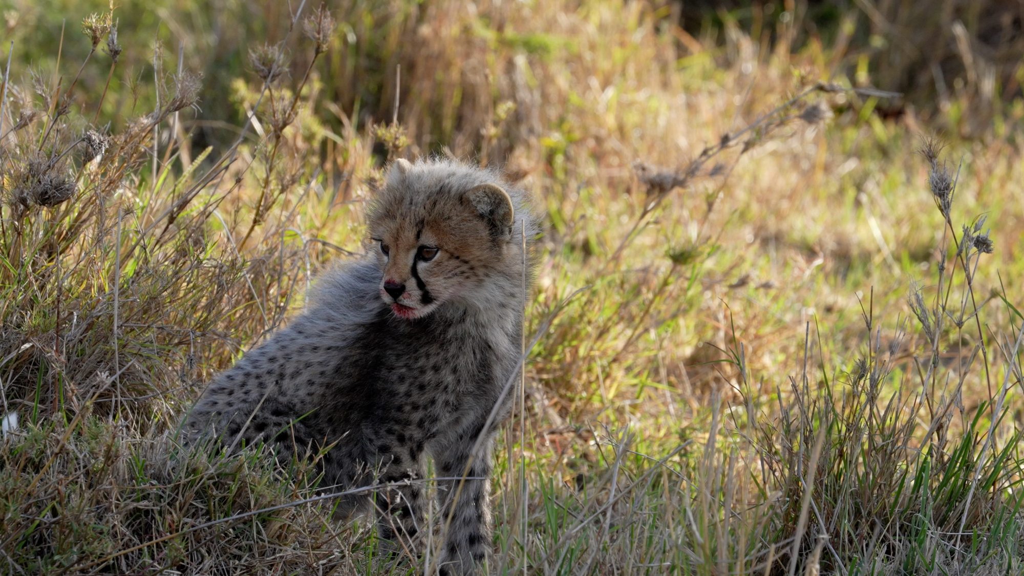 Cheetah and her three cubs on a kill – Maasai Mara 2022