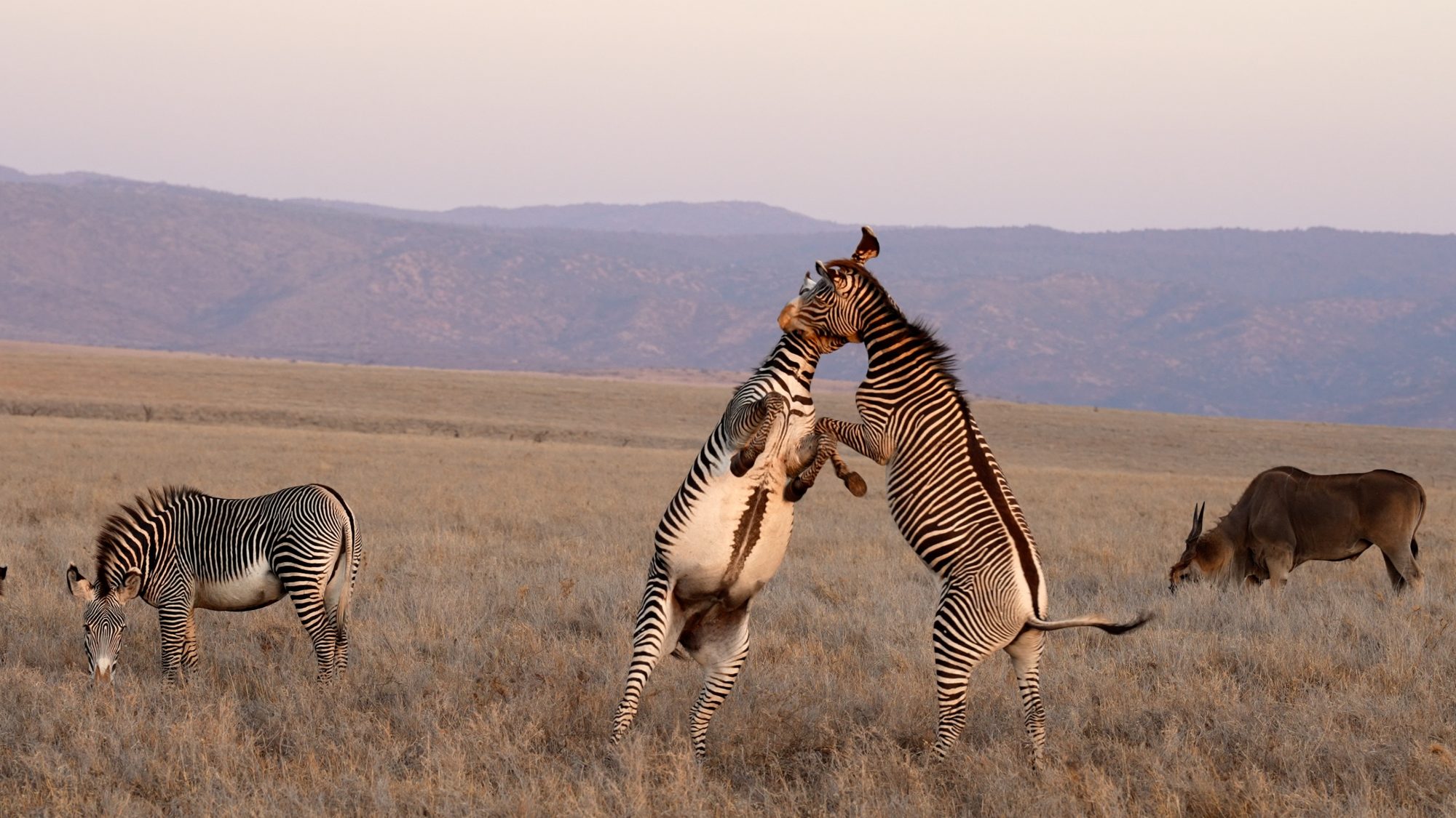 Grevy’s Zebra fighting – Lewa, Kenya 2022