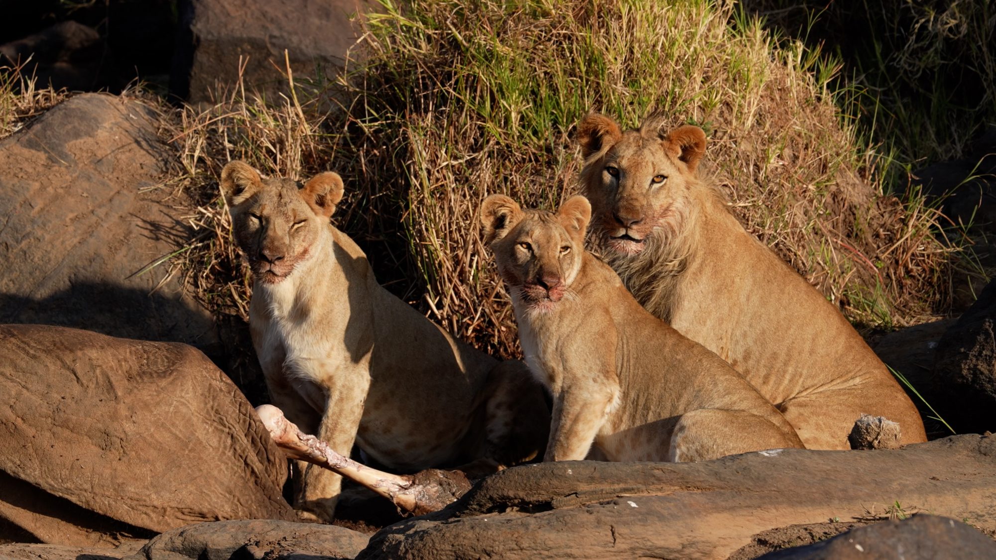Lions on an elephant carcass – Laikipia, Kenya 2022