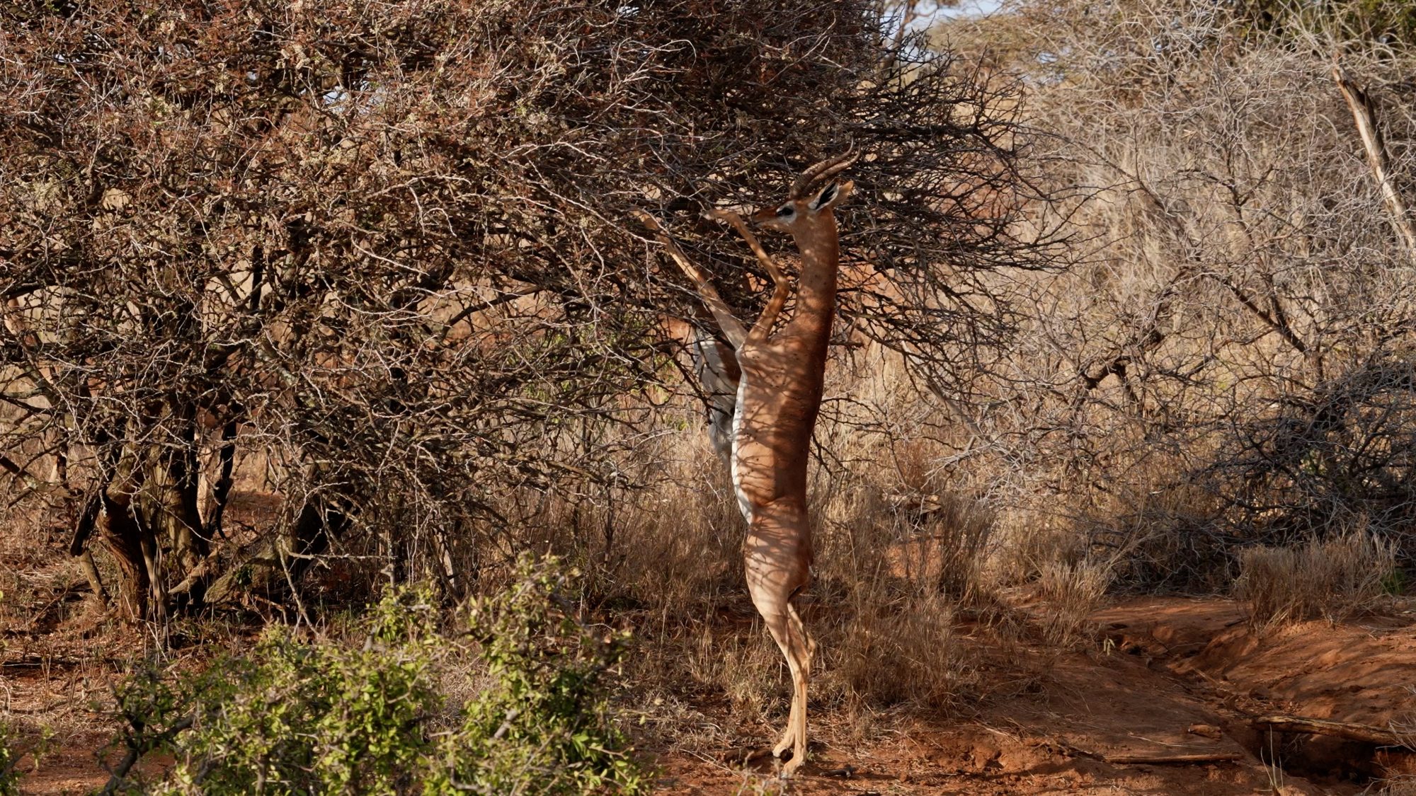 Male Gerenuk – an unusual antelope! – Lewa, Kenya 2022