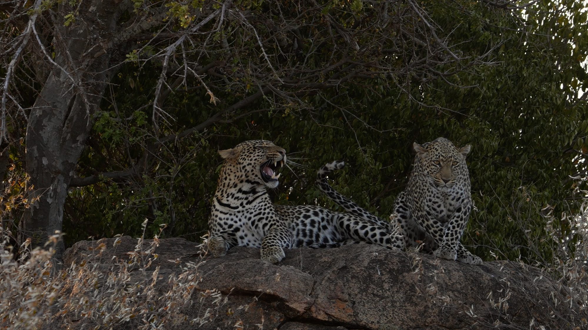 Amorous Leopards – Laikipia, Kenya 2022