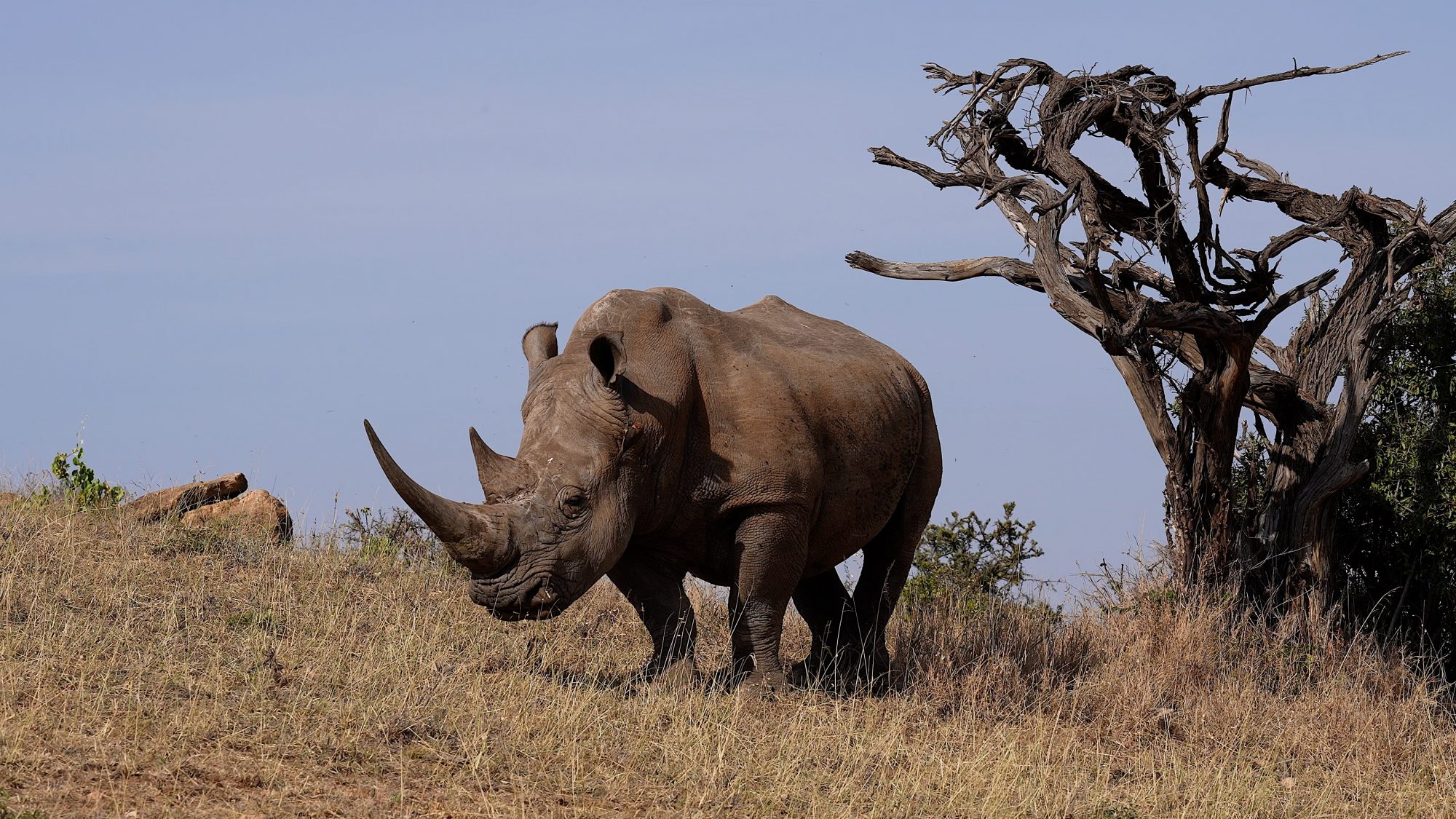 White Rhino on a hill side – Lewa, Kenya 2022