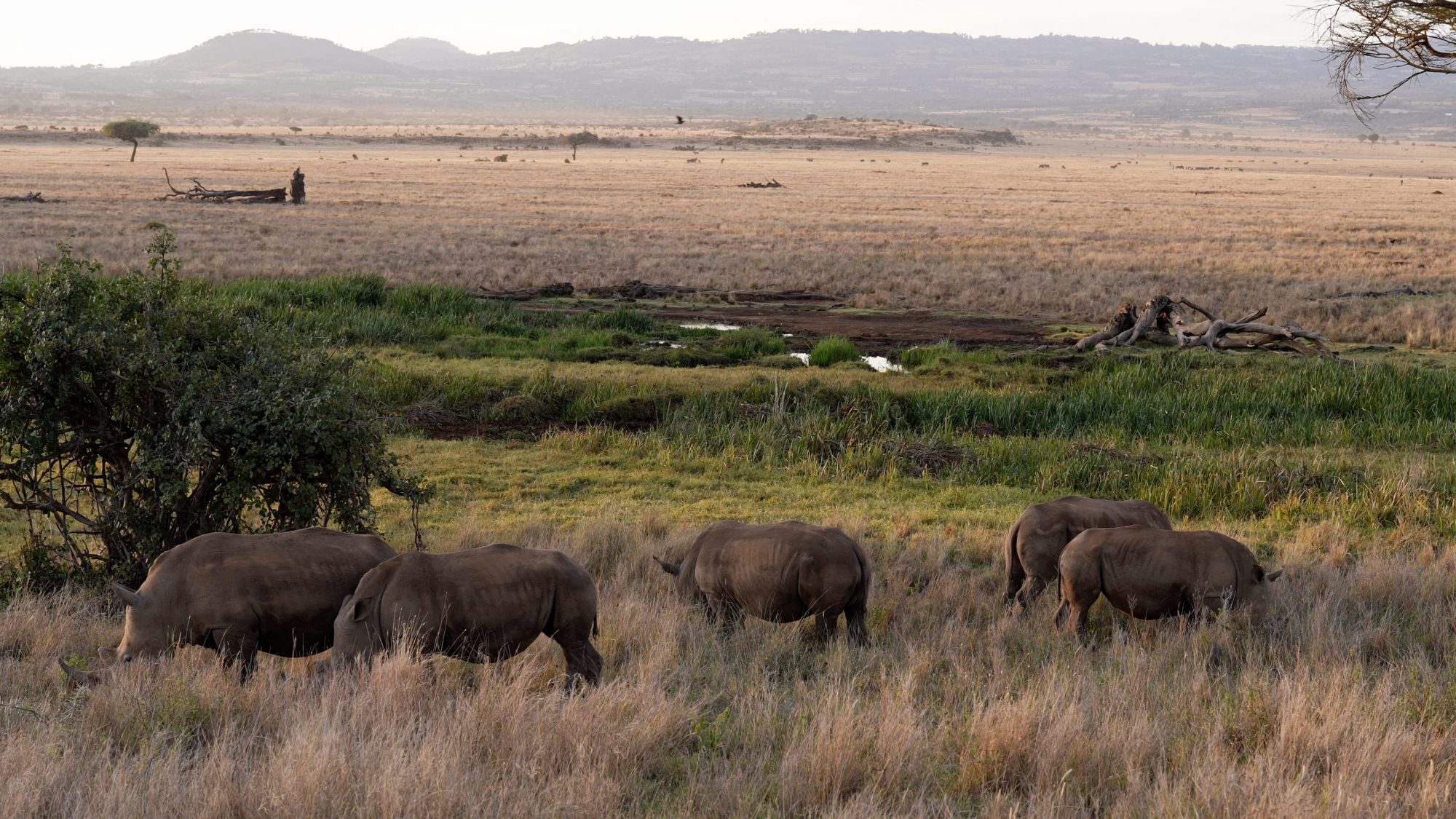 A crash of White Rhinos – Lewa, Kenya 2022
