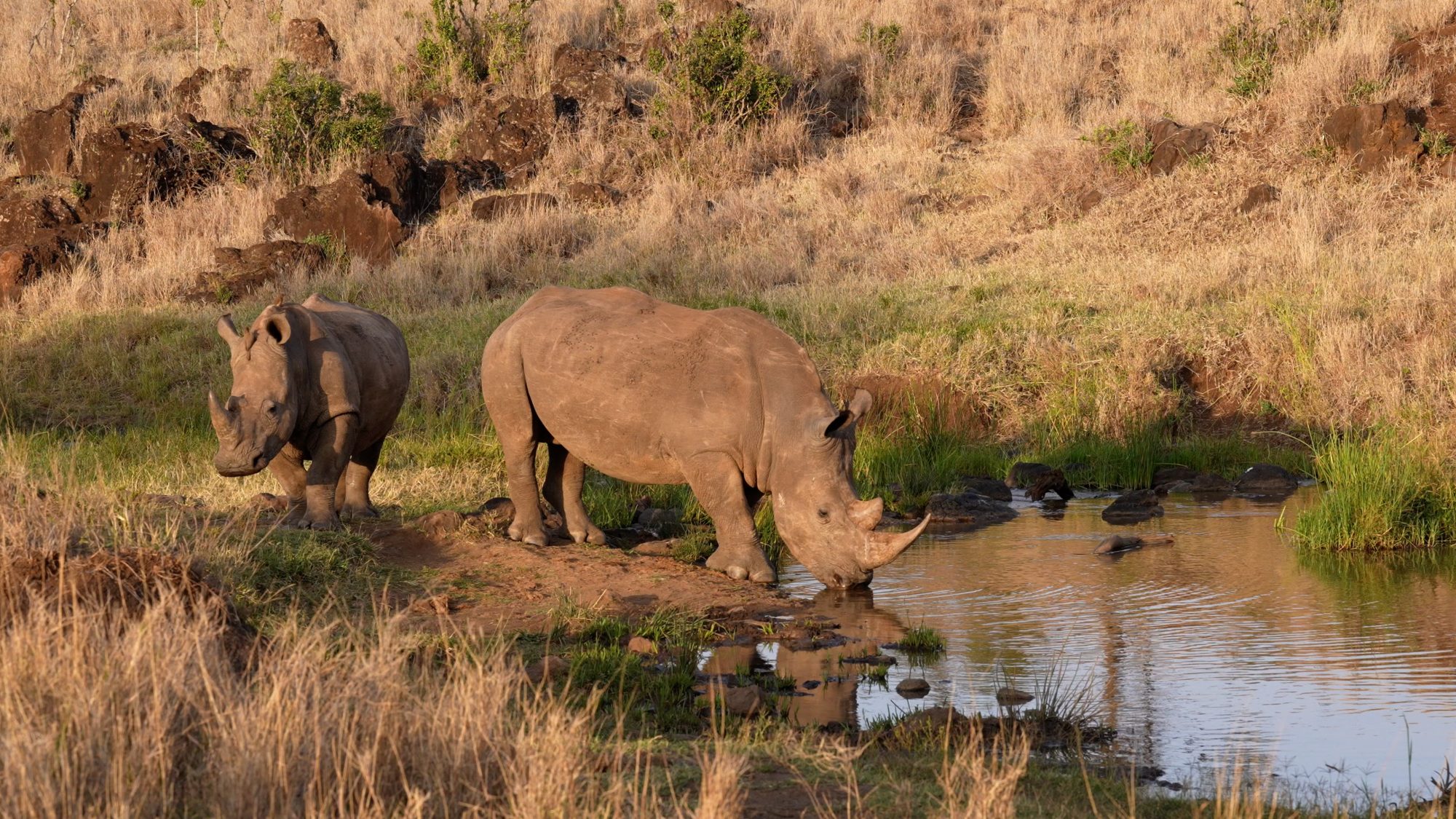 White Rhinos at the river – Lewa, Kenya 2022