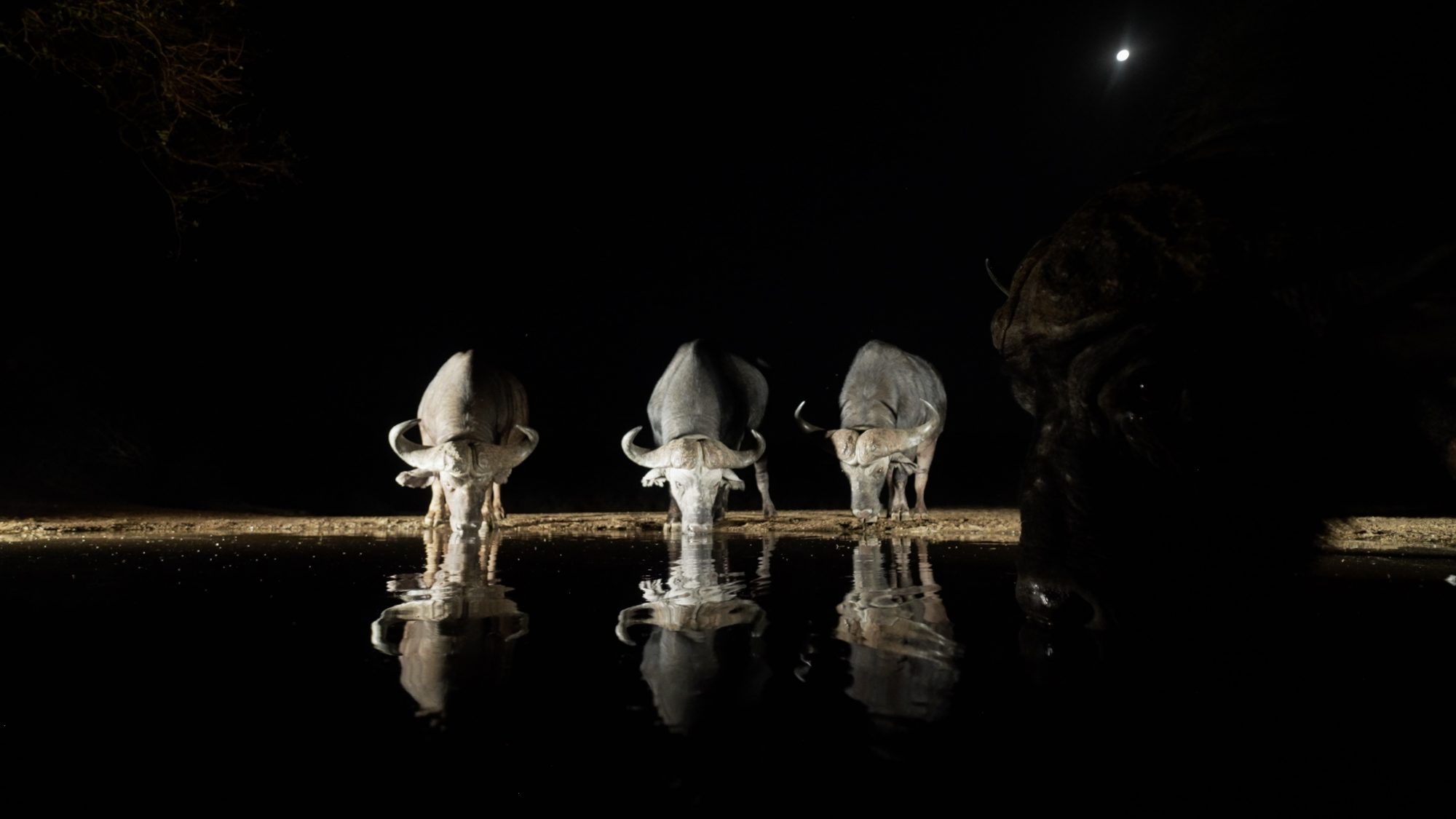 Cape Buffalo by moon light – Zimanga, South Africa 2022