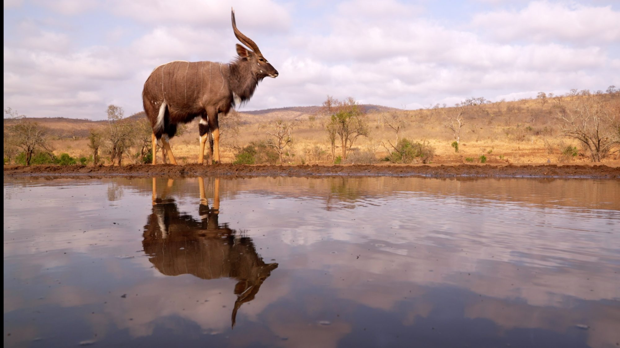 Male Nyala at the waterhole – Zimanga, South Africa 2022