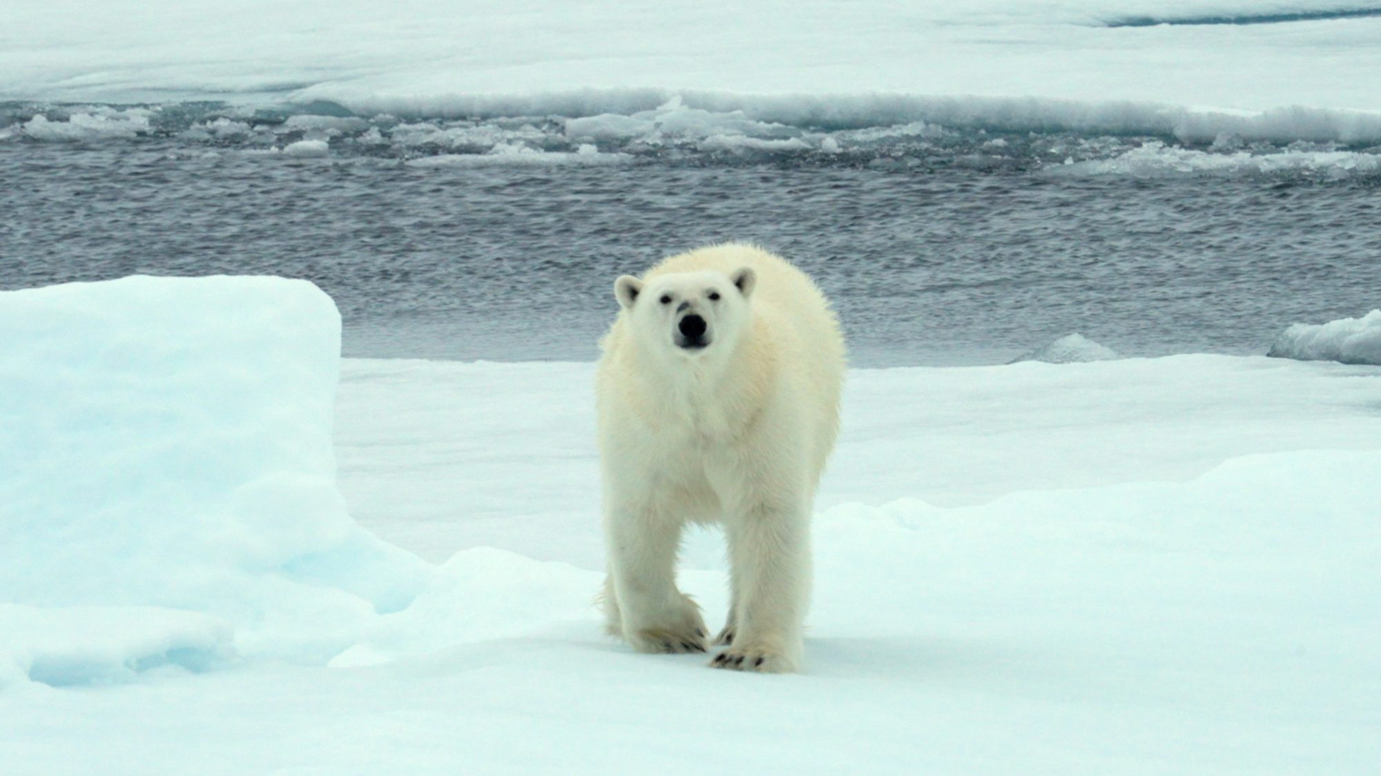 Polar Bear amongst the ice floes – Svalbard 2022