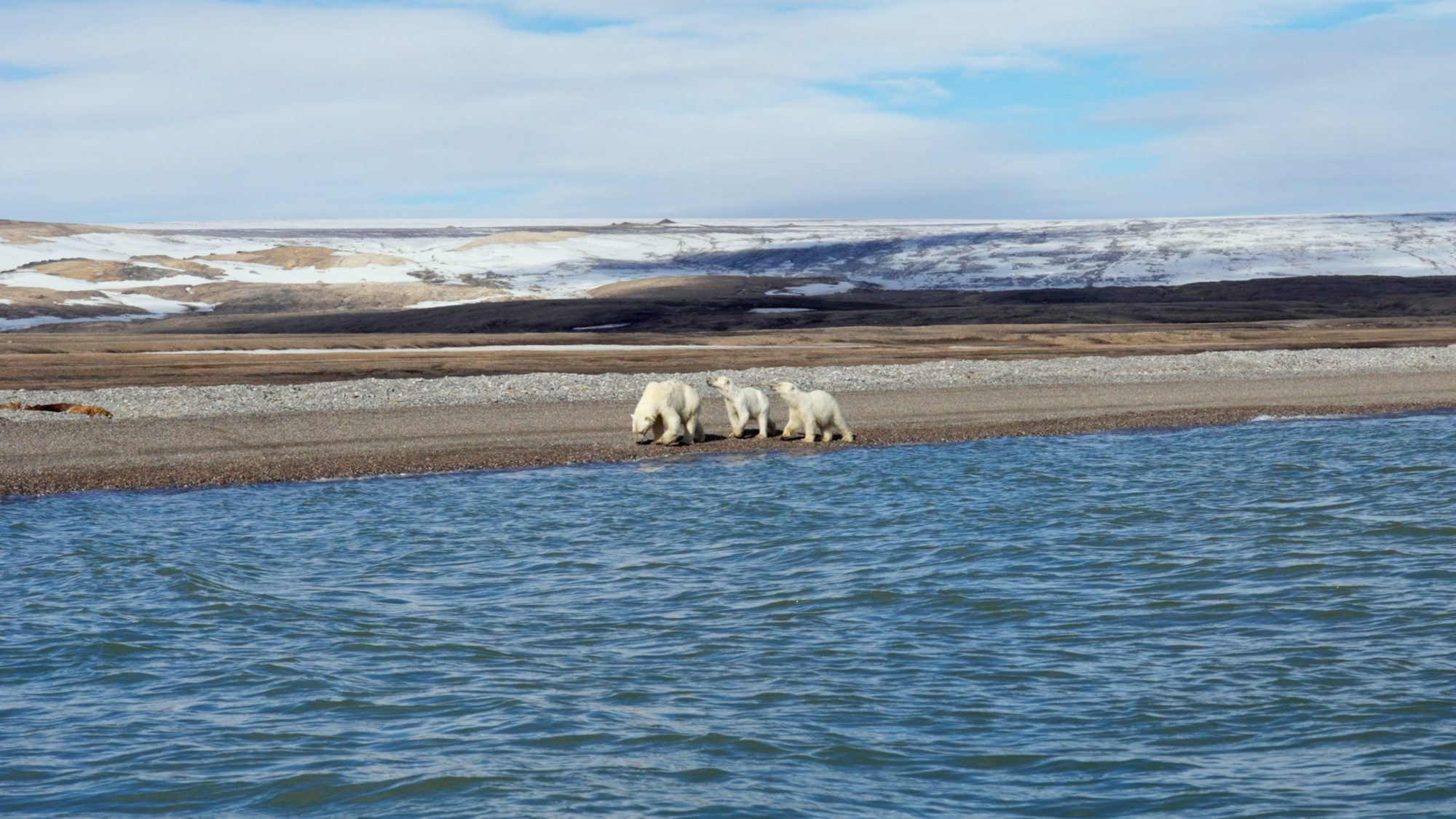 Polar Bear and her two cubs along the shore line – Svalbard 2022