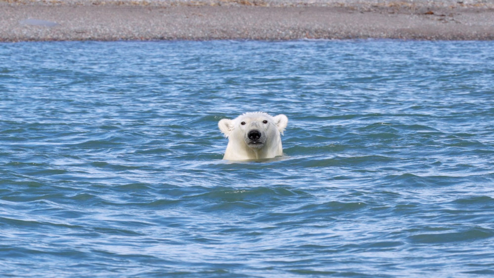 Polar Bear enjoys a dip in the sea – Svalbard, 2022