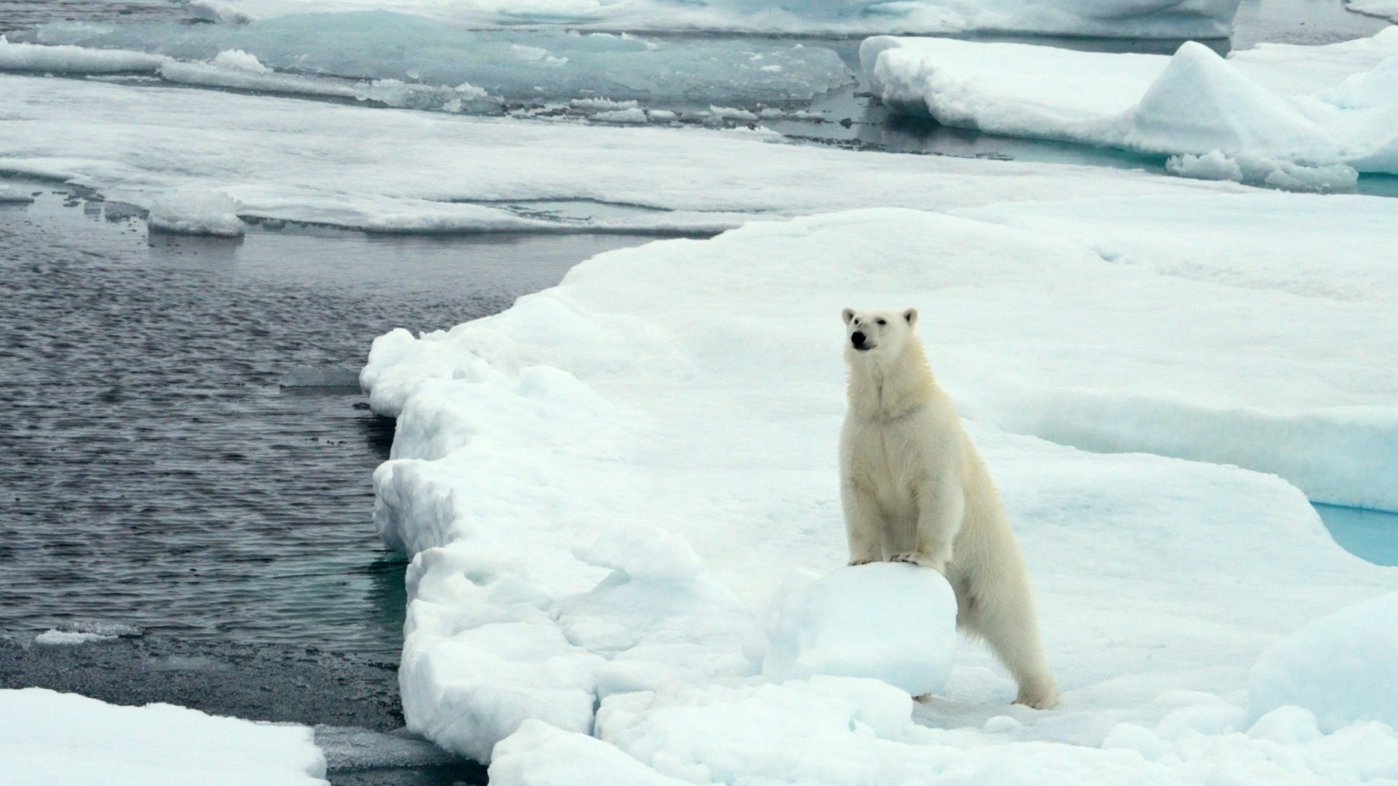 Polar Bear in the pack ice – Svalbard, 2022