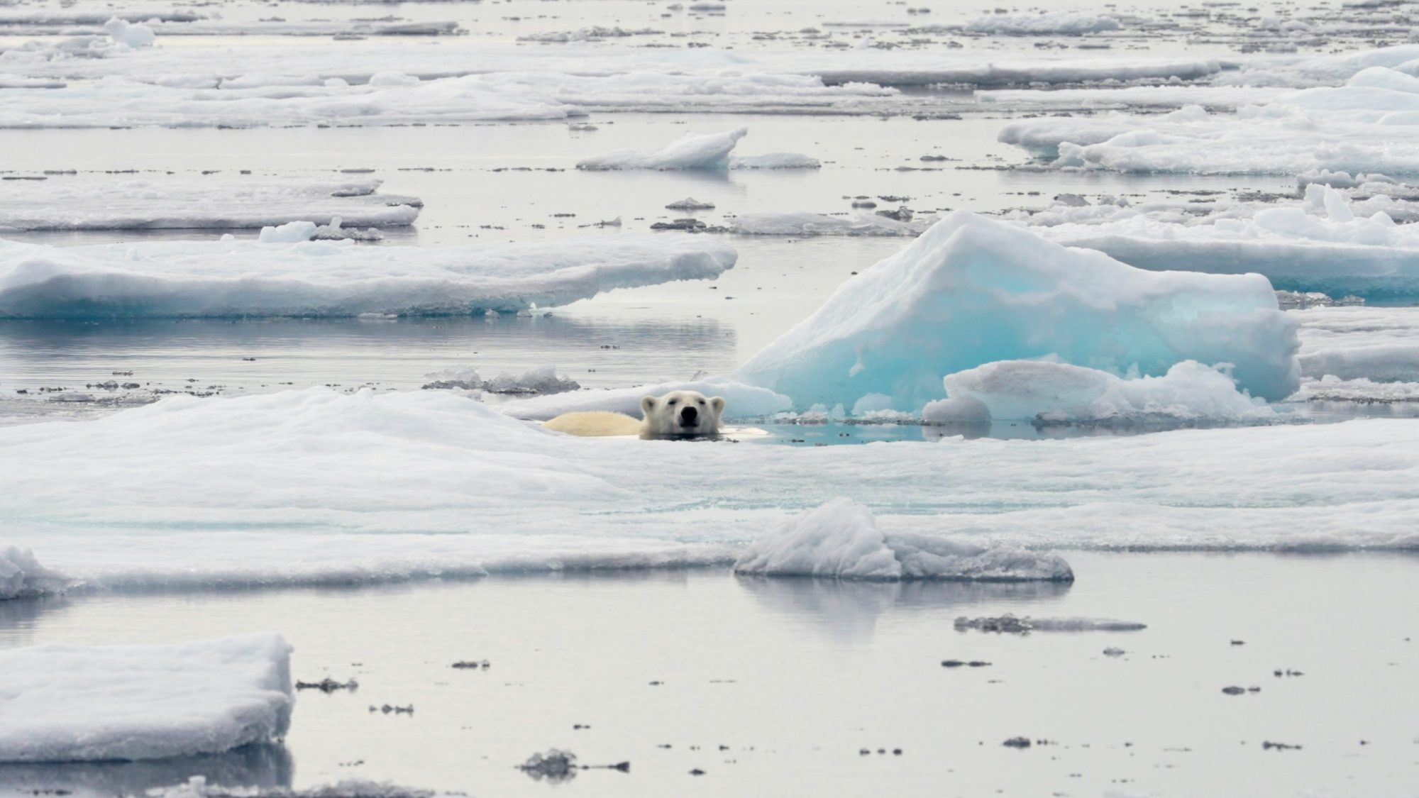 Swimming Polar Bear – Svalbard 2022