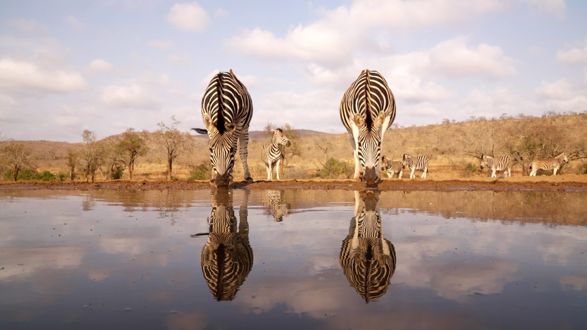 Zebras at the waterhole – Zimanga, South Africa 2022