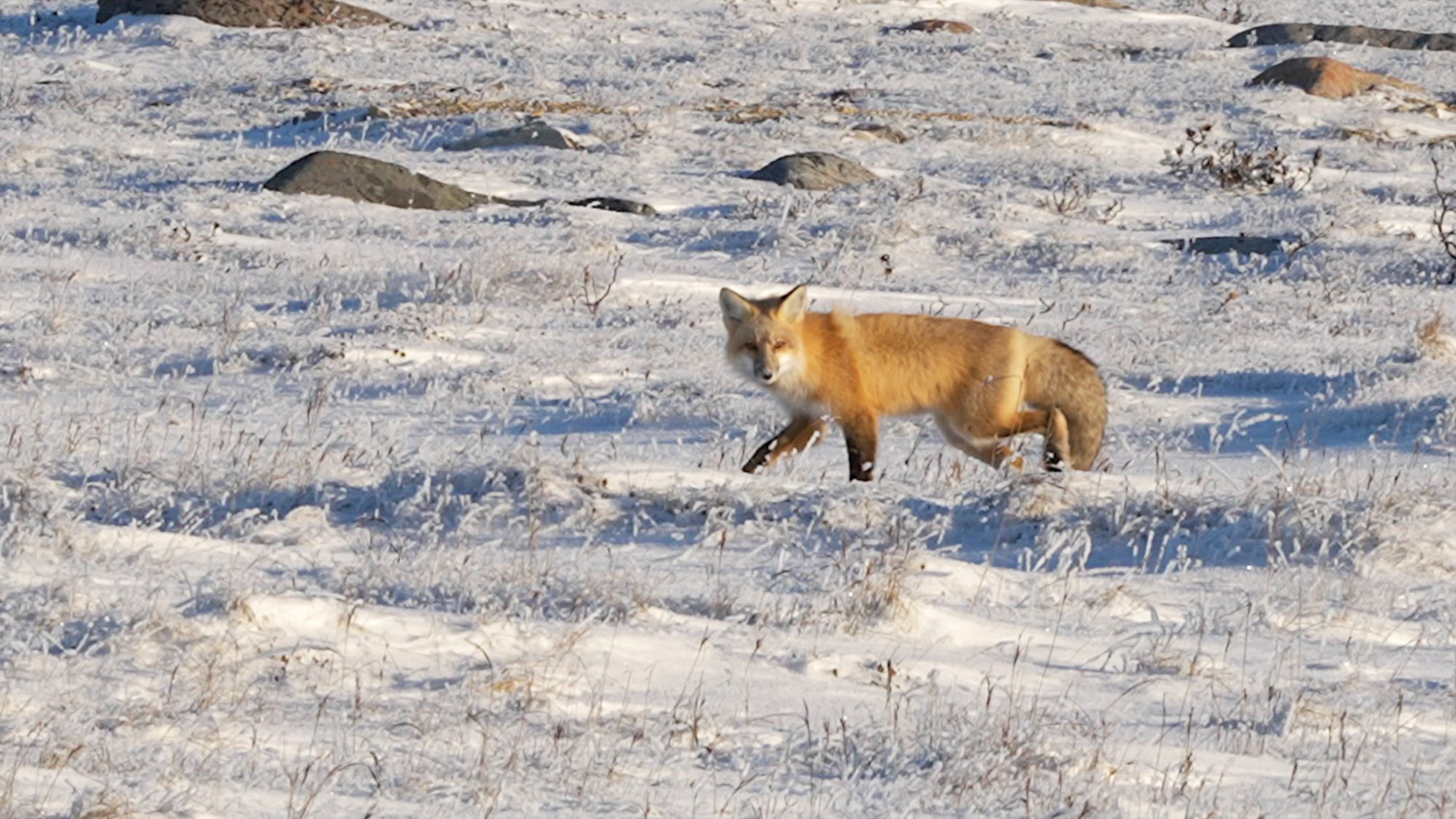 Red fox and a successful hunt – Churchill, Canada 2022