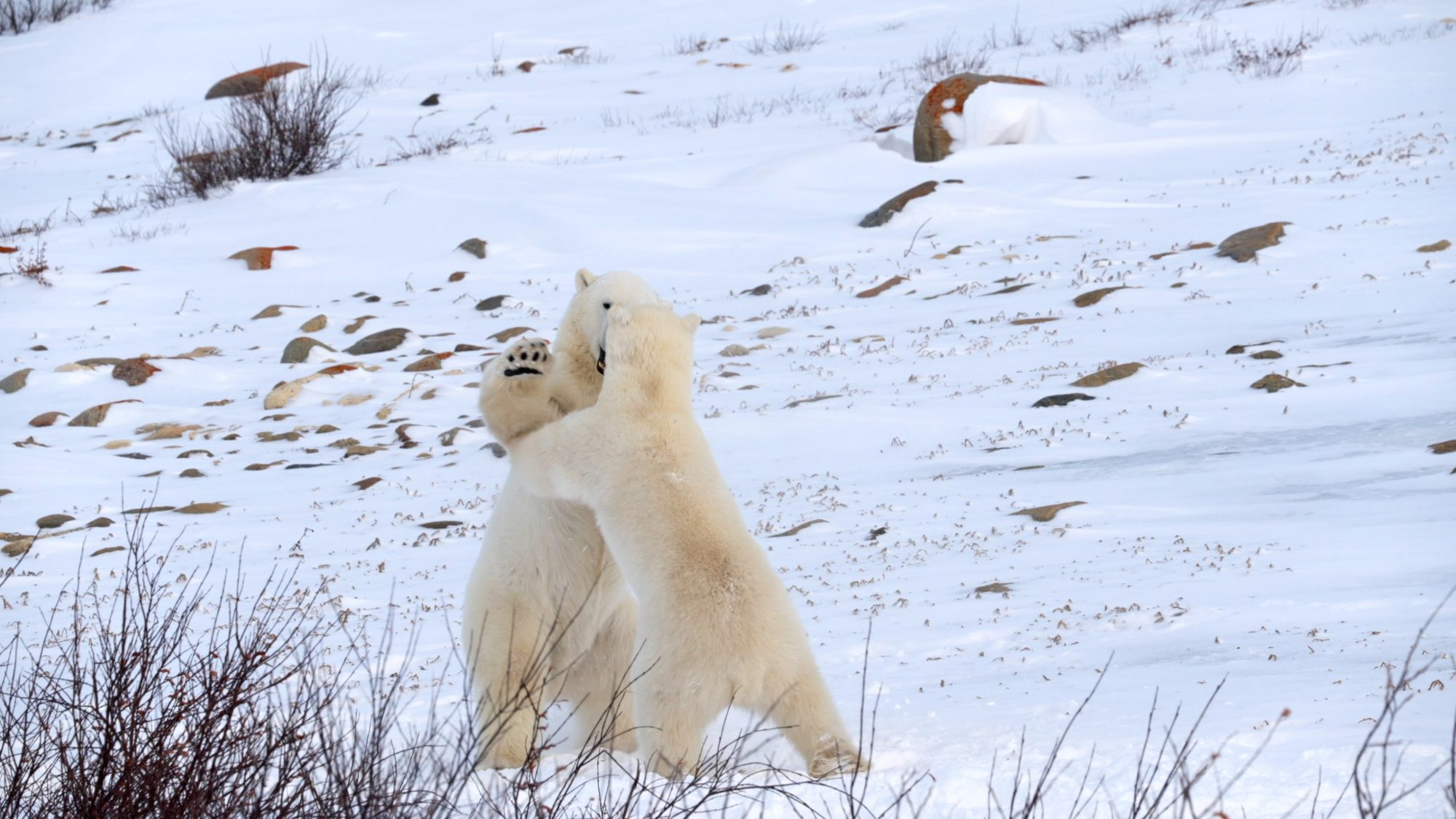 Sparring Polar Bears – Churchill, Canada 2022