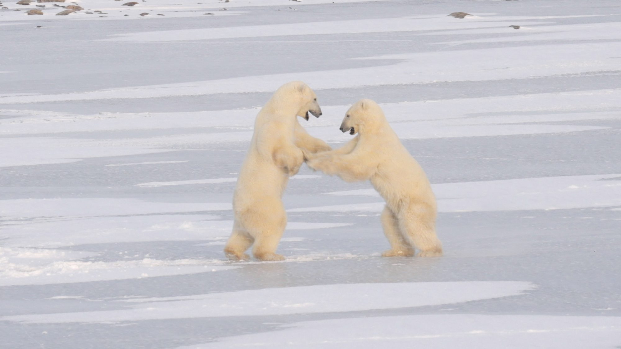 Sparring Polar Bears on a frozen lake – Churchill, Canada 2022