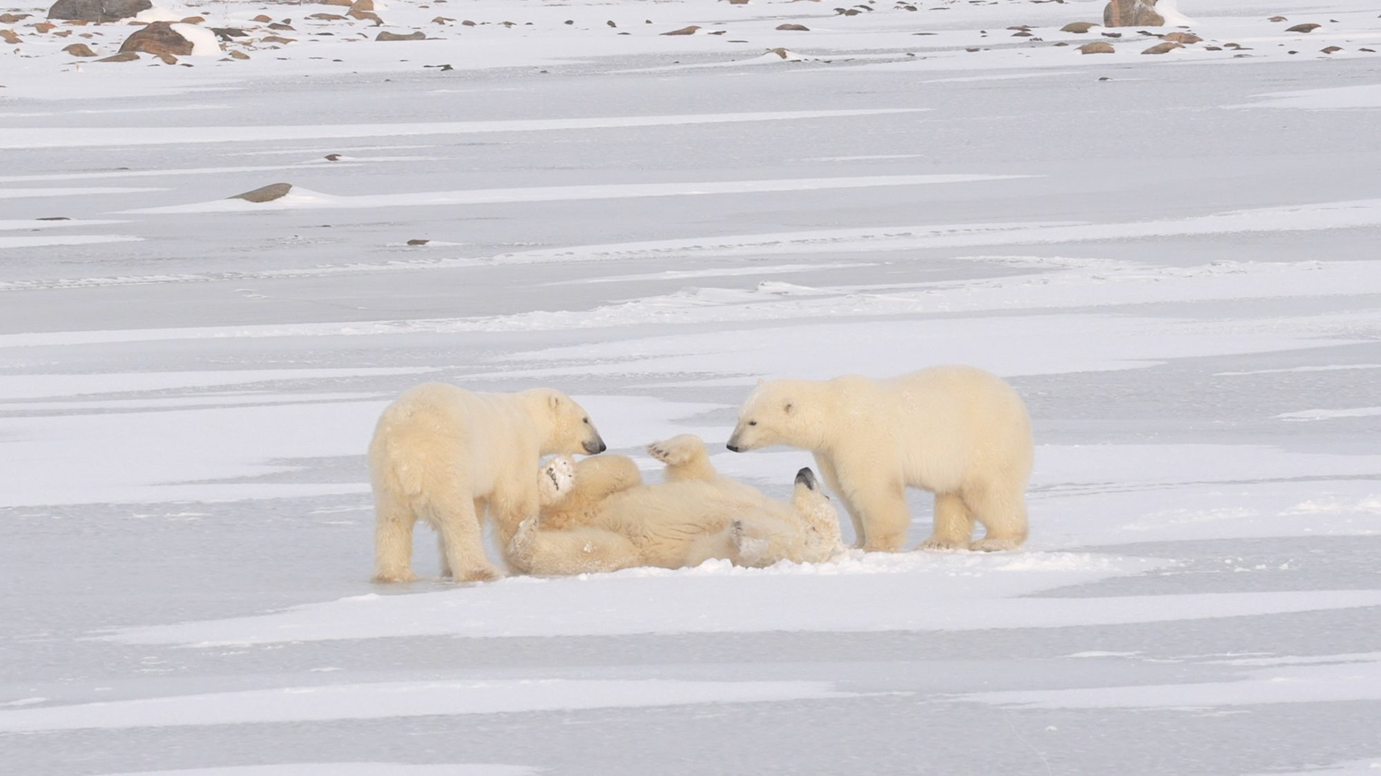 Three Polar Bears have fun in the snow – Churchill, Canada 2022