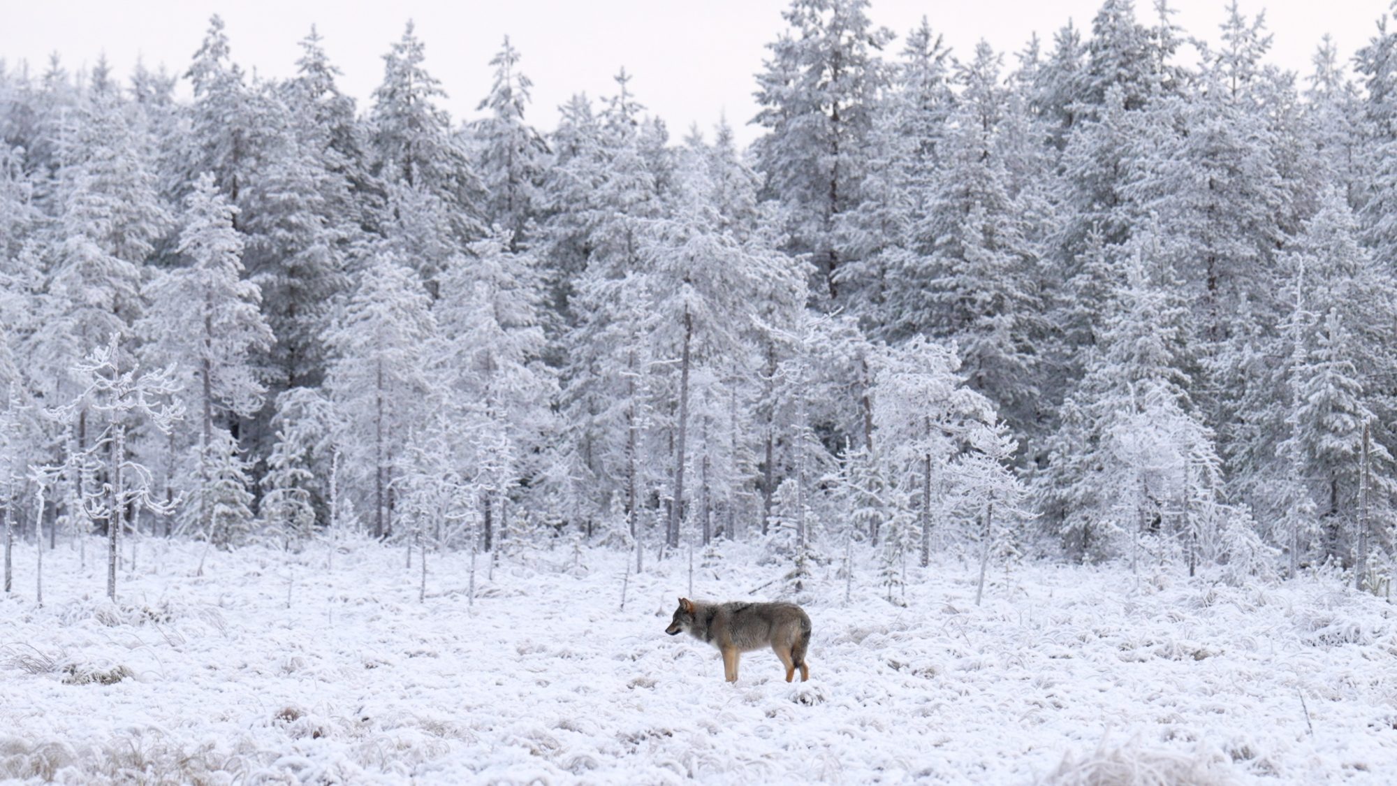 Wolves in a winter wonderland – Finland 2022