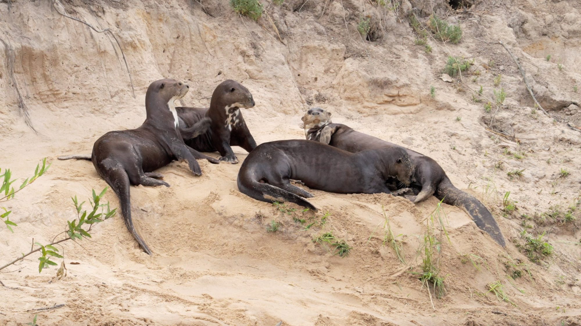 Giant River Otters on the river bank – Pantanal, Brazil 2022