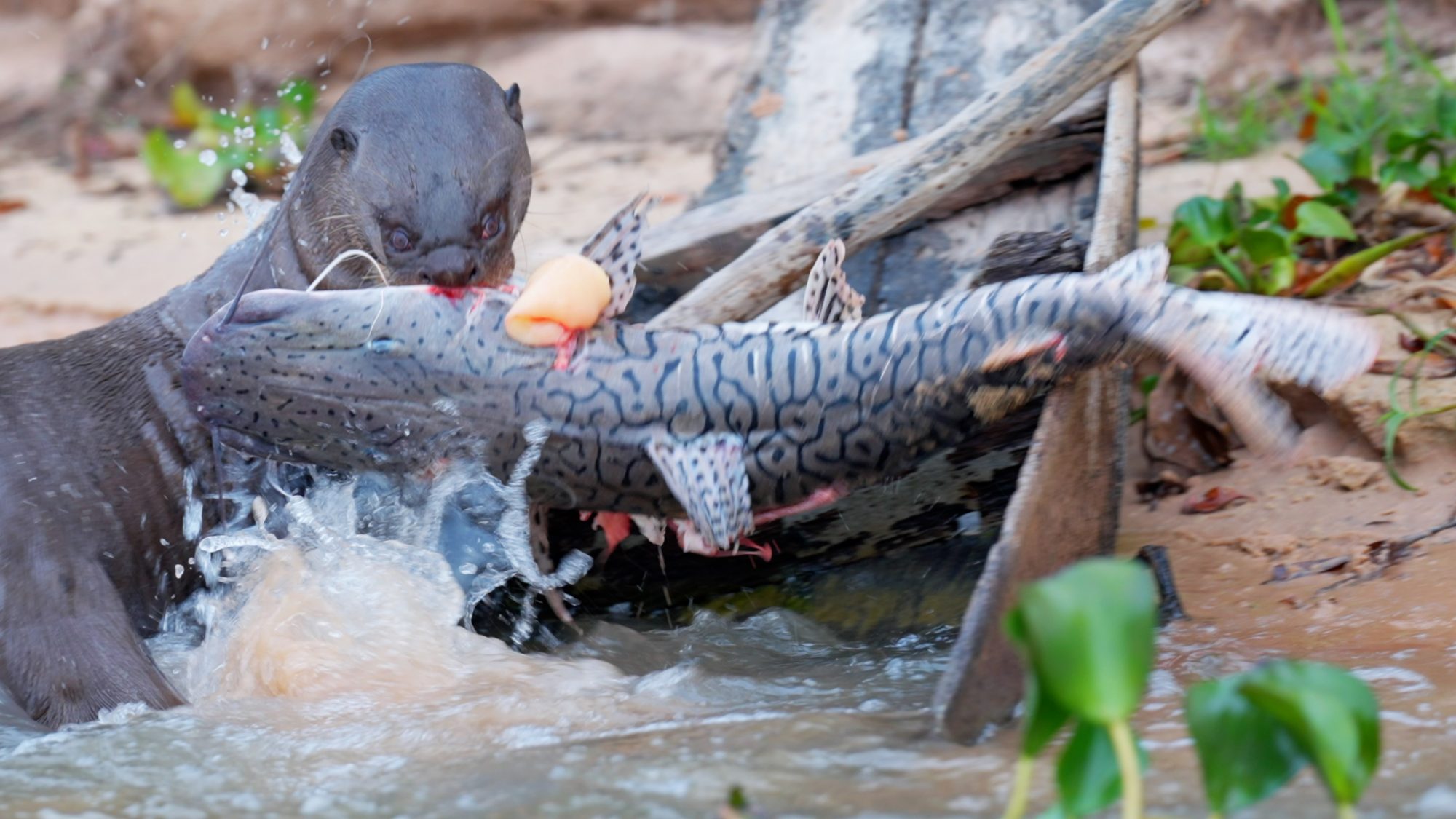Giant River Otters with an enormous Tiger Catfish – Pantanal, Brazil 2022