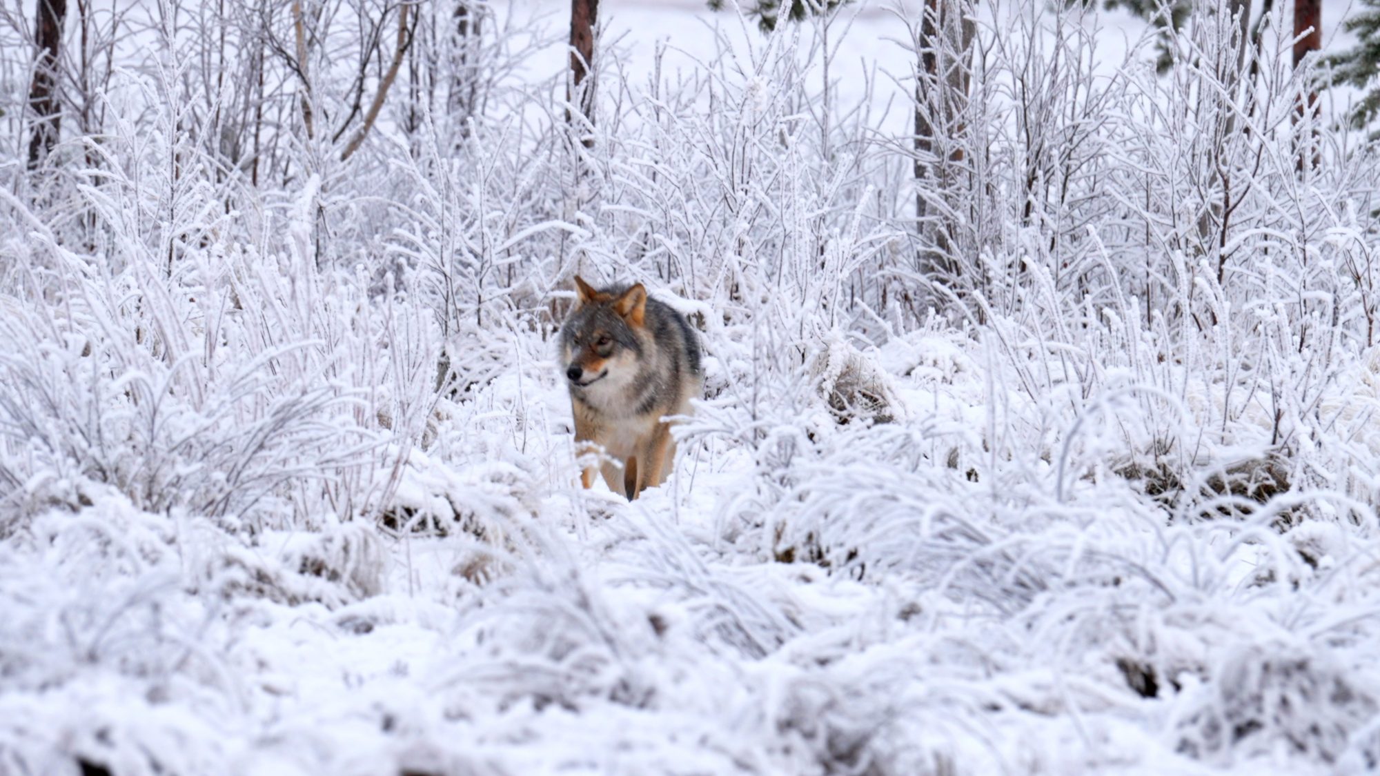 Wolf in the hoar frost – Finland 2022