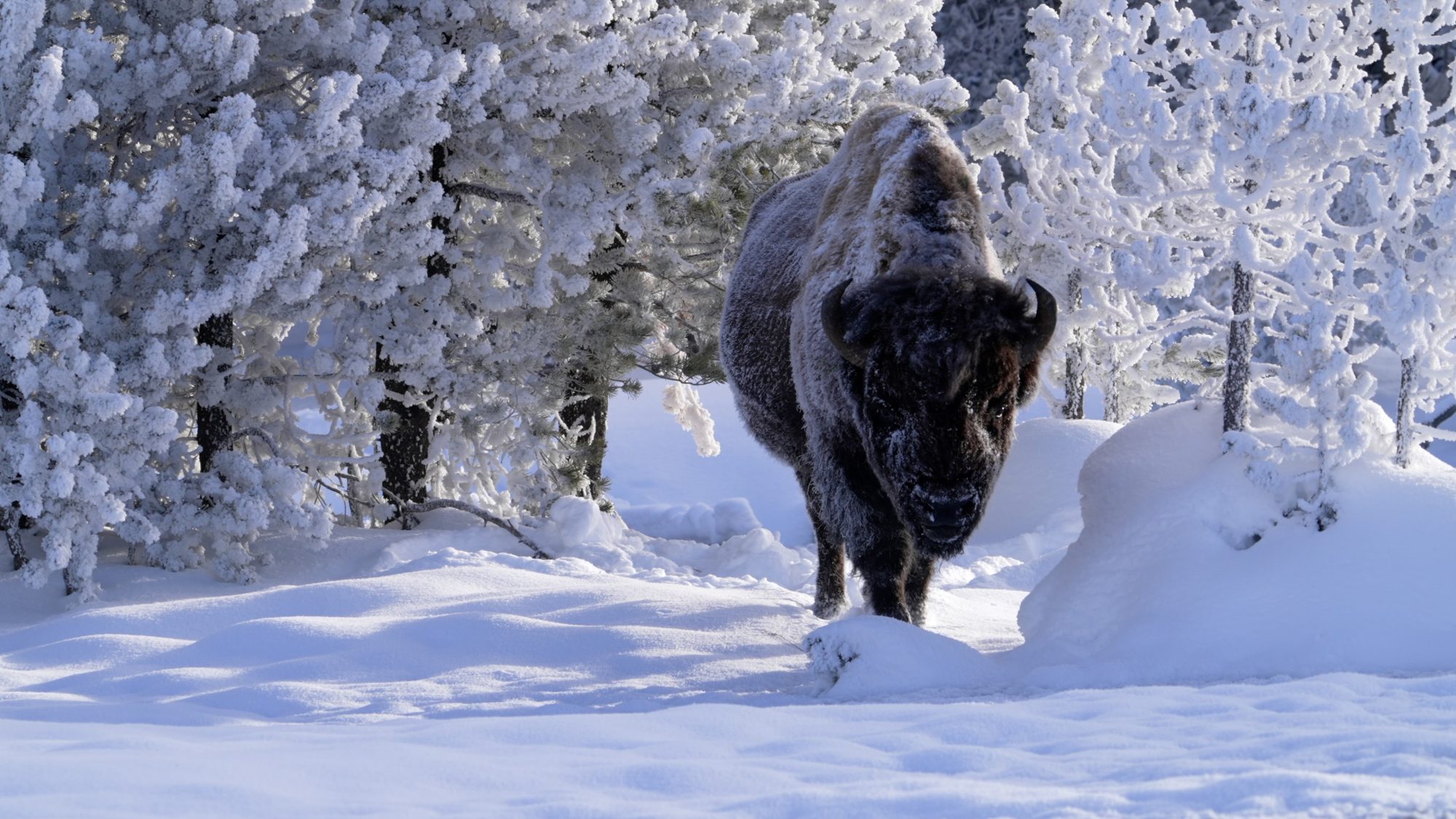 Snowy Bison near fumaroles – Yellowstone, USA 2023