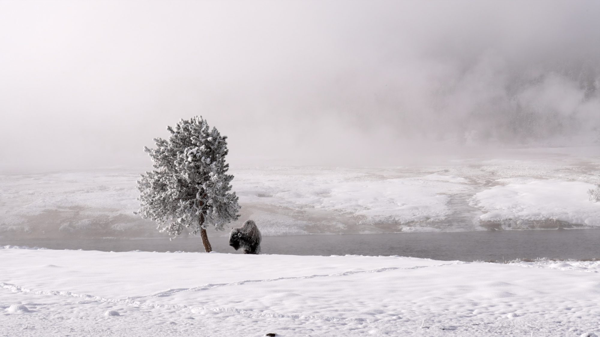 Frosty Bison and tree – Yellowstone, USA 2023