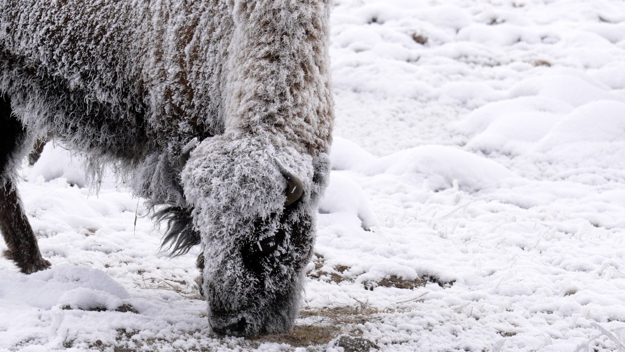 Frosty Bison by the Firehole River – Yellowstone, USA 2023
